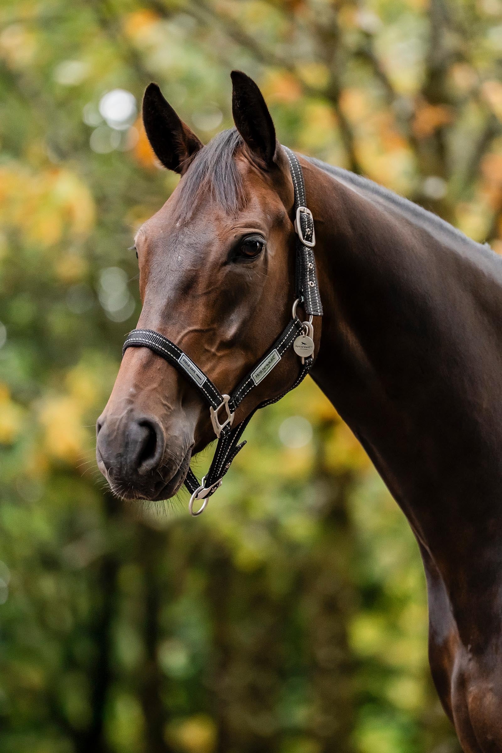 Horseware FieldSafe Headcollar Halters & Leads
