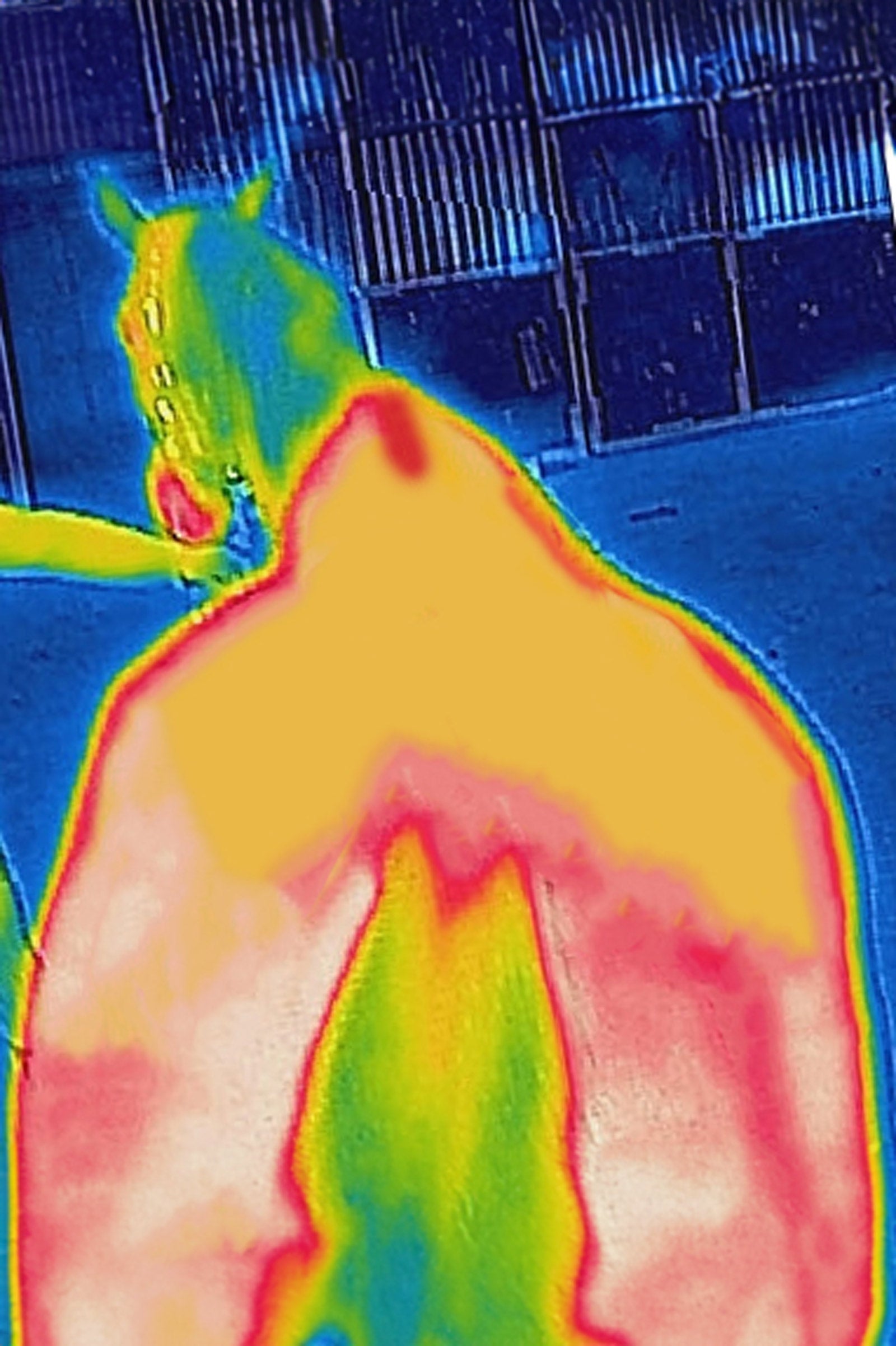 Bucas Therapy Pony Cooler Rug, 0 g Horse Rugs