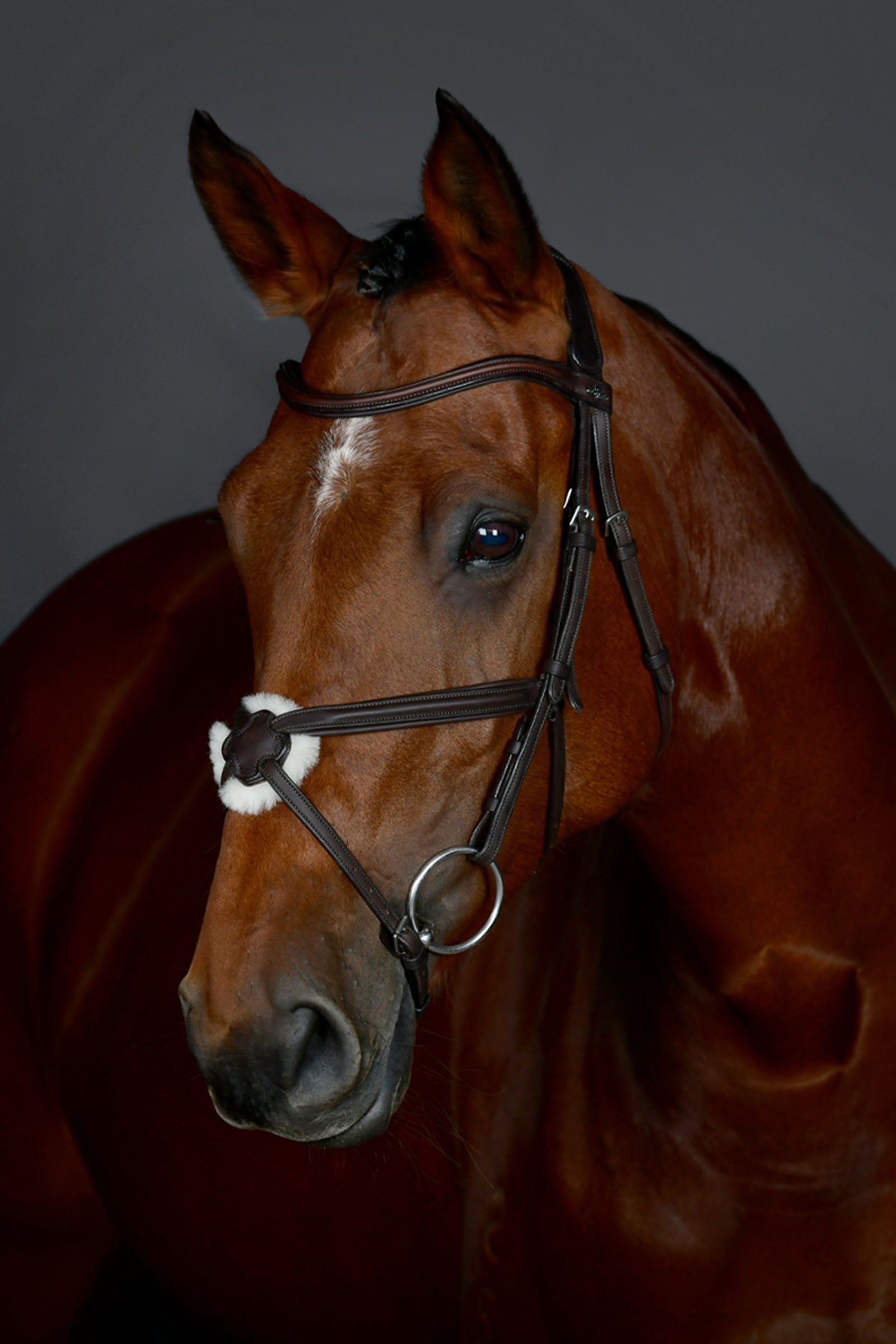 Collegiate Comfitec Opulux cabezada sencilla acolchada con muserola cruzada Cabezadas de montar & Riendas