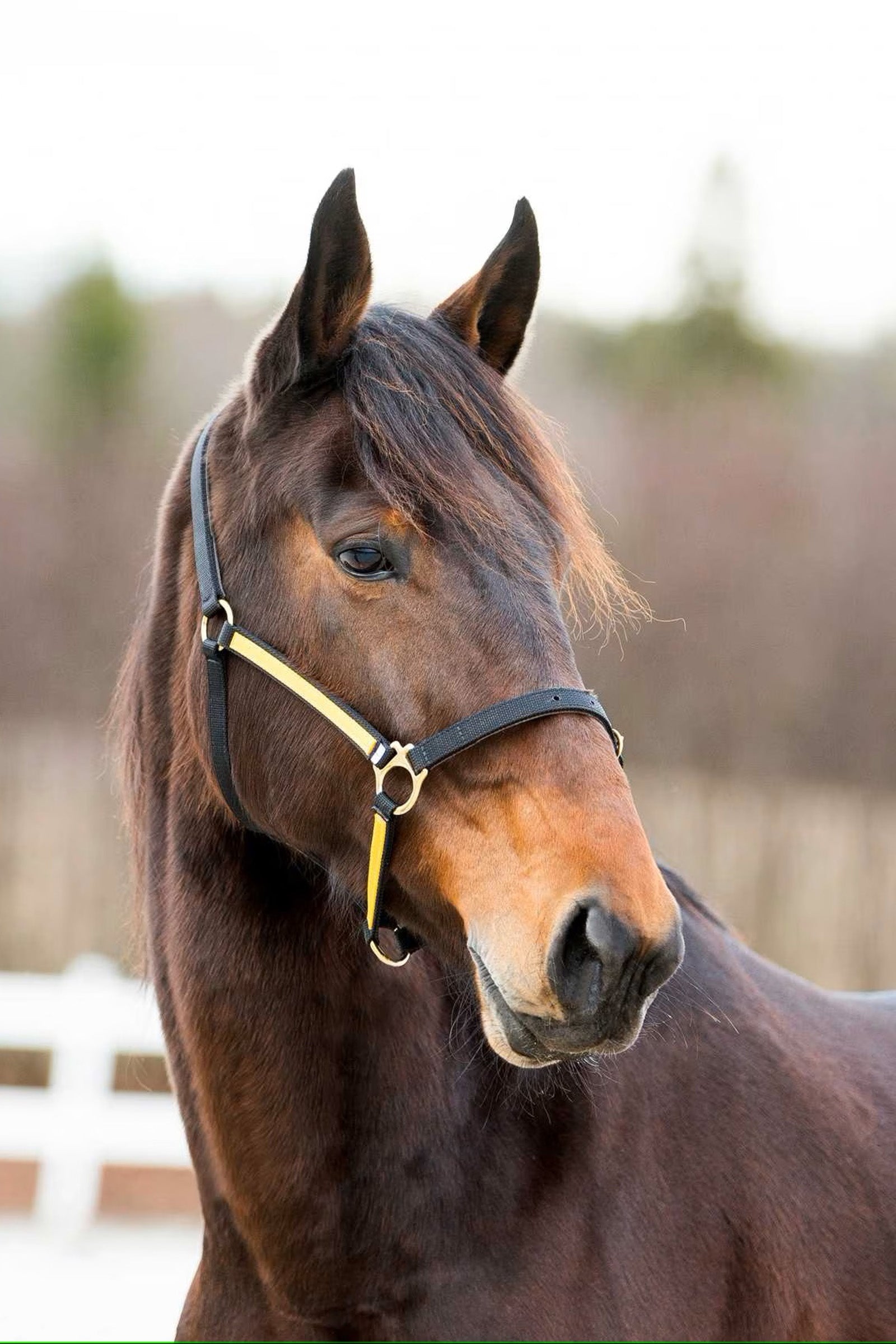 Finntack Cabestro Pro de nailon sintético Yankee con punta abierta Cabezadas de cuadra & Ramales