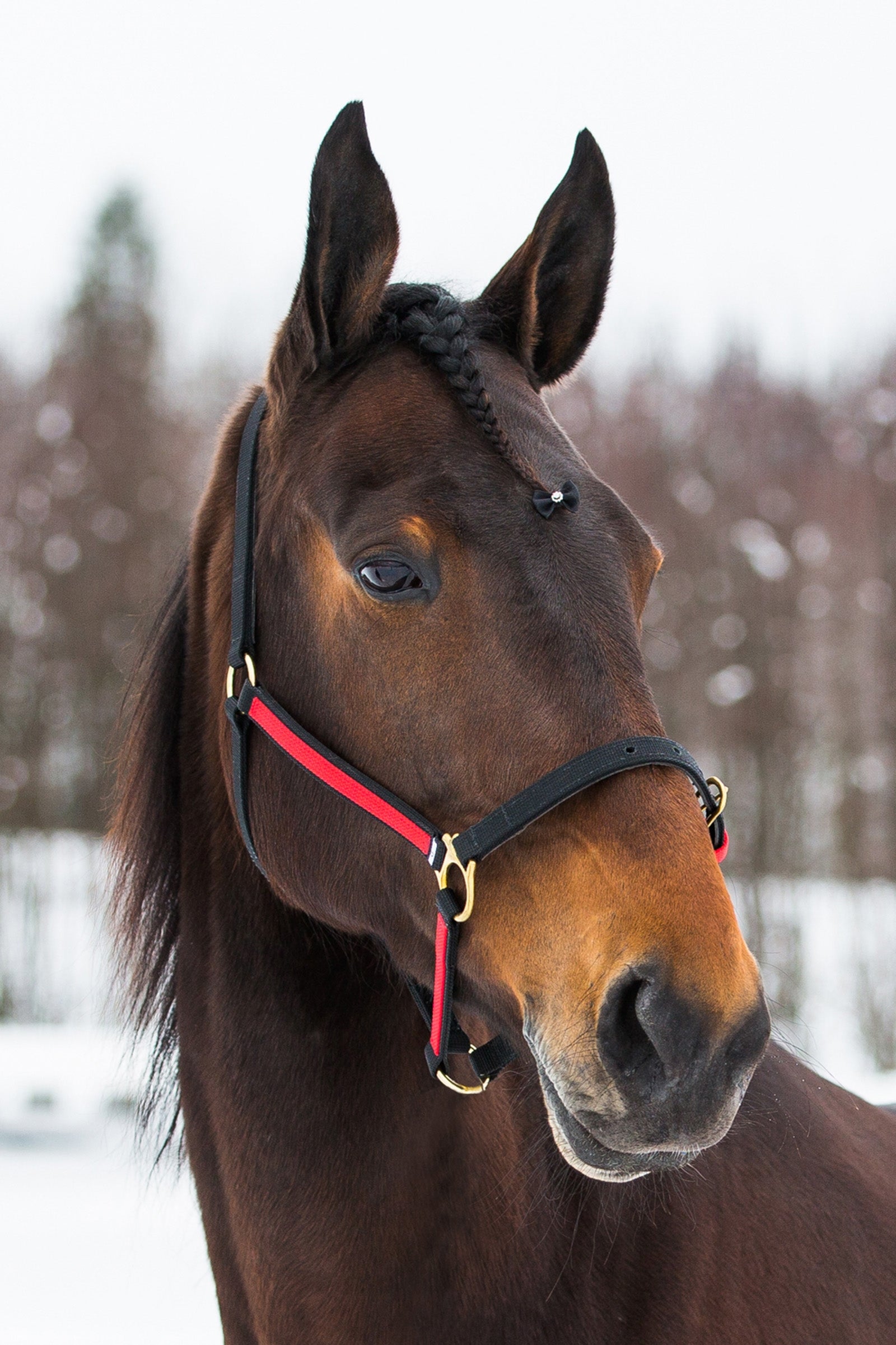 Finntack Pro Synthetic Yankee Nylon Halter with Open Nose Halters & Leads