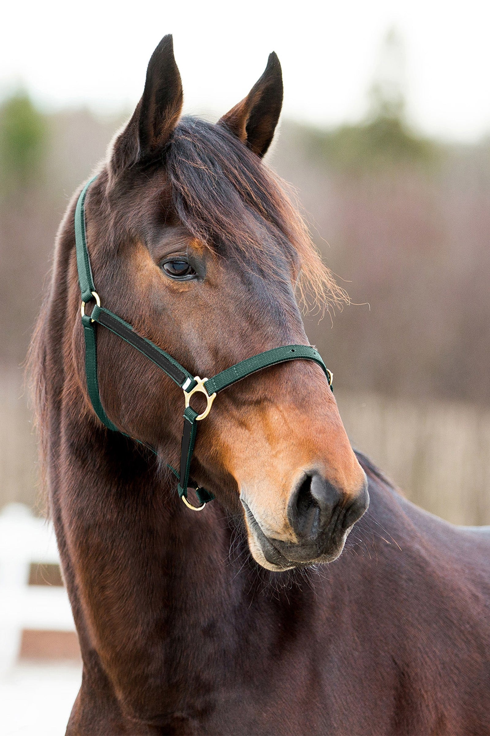 Finntack Cabestro Pro de nailon sintético Yankee con punta abierta Cabezadas de cuadra & Ramales