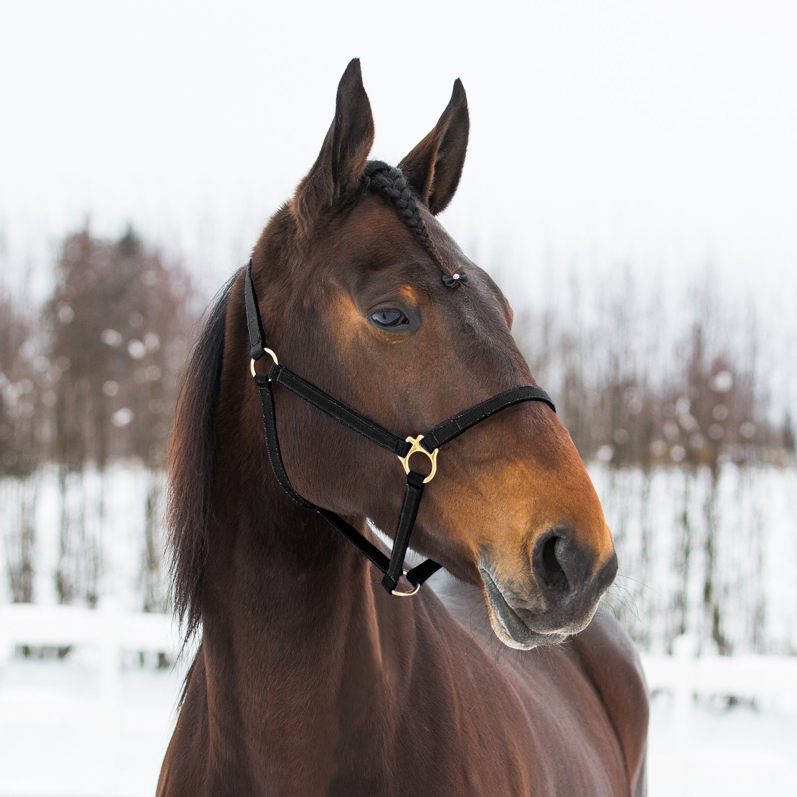 Finntack Cabestro Pro de nailon sintético Yankee Cabezadas de cuadra & Ramales