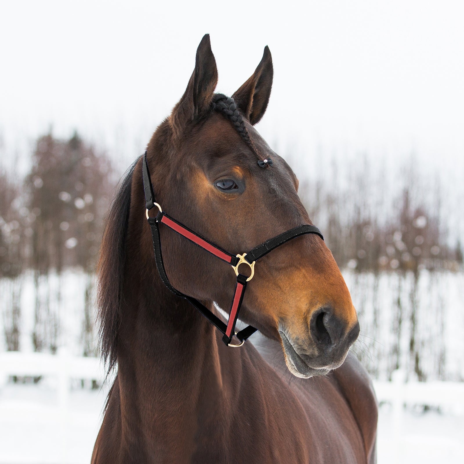 Finntack Cabestro Pro de nailon sintético Yankee Cabezadas de cuadra & Ramales