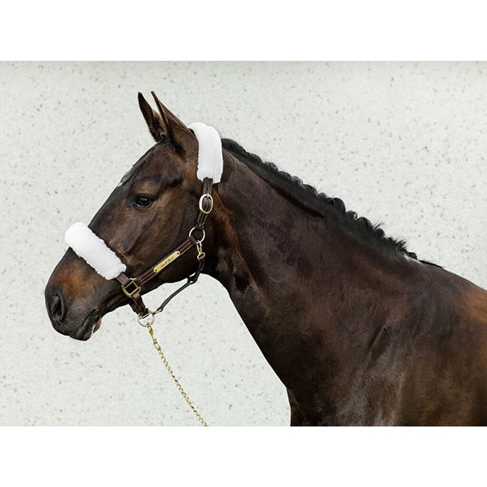 Back on Track Fundas para Cabezada de Cuadra Back on Track Cabezadas de cuadra & Ramales