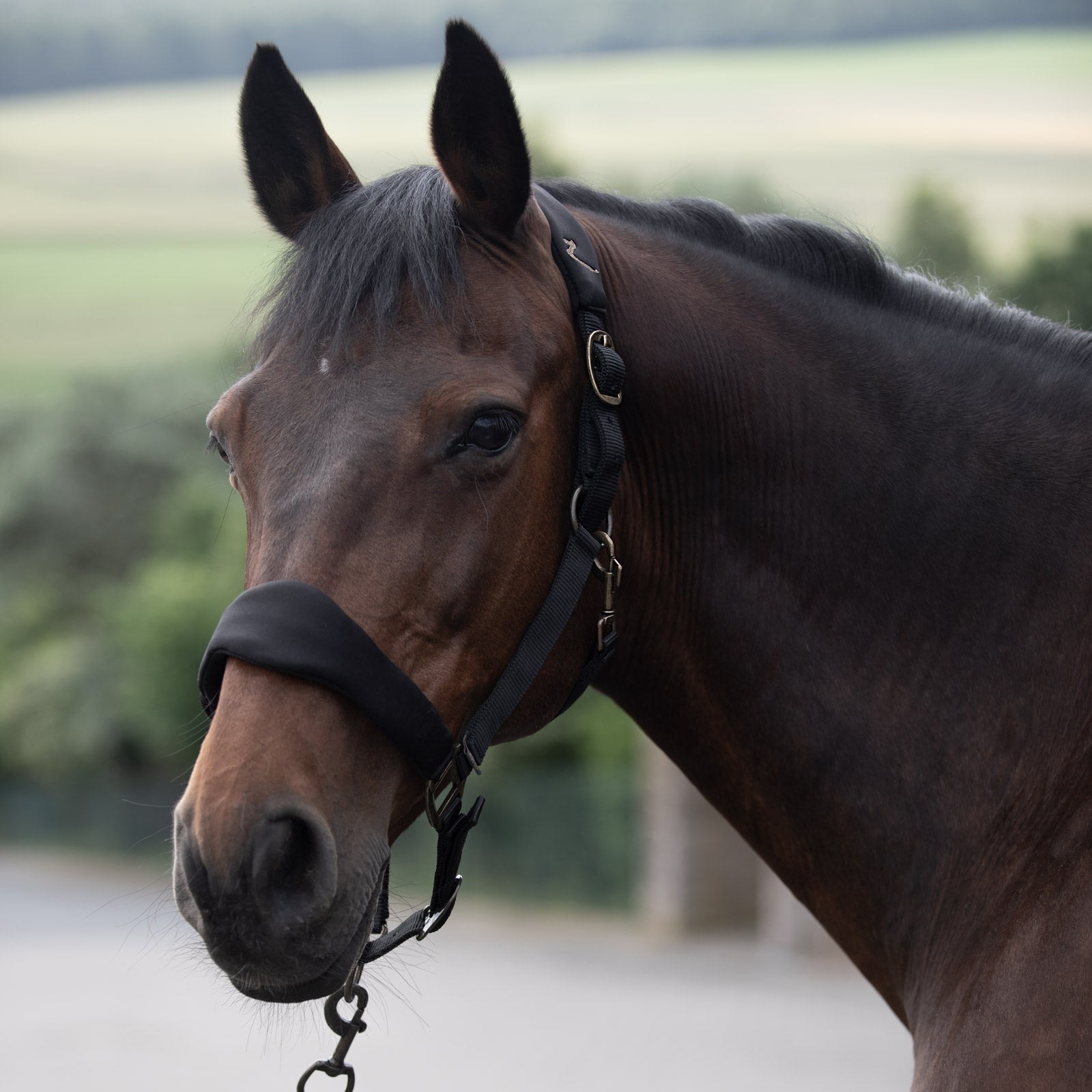 Horze Graz Halter Halters & Leads