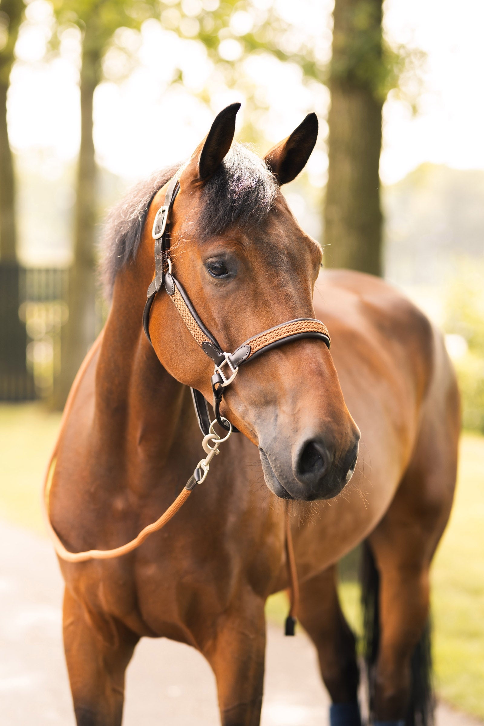 B Vertigo Evolve Leather Halter Halters & Leads