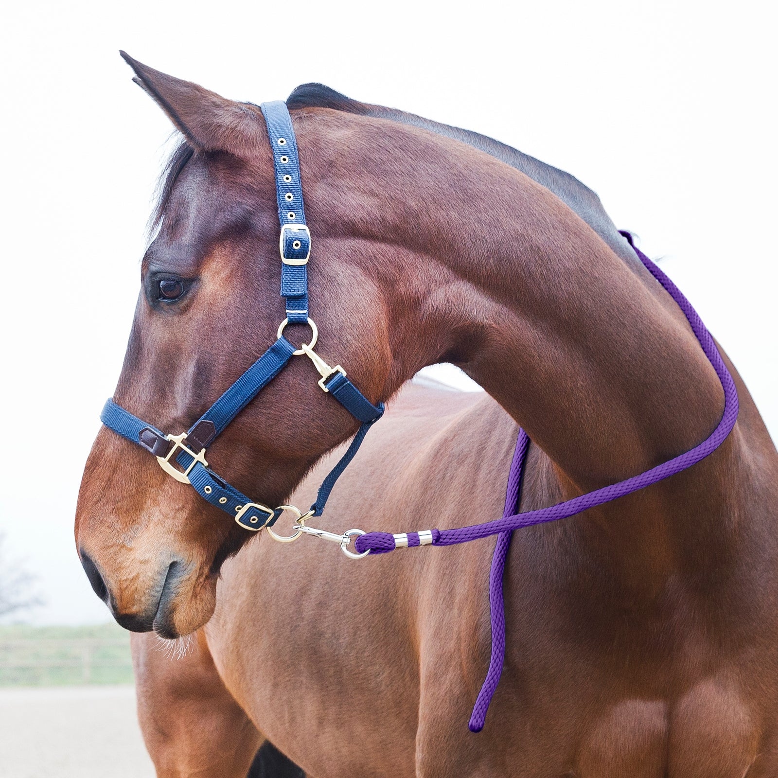Horze Lead, Snap Buckle Halters & Leads