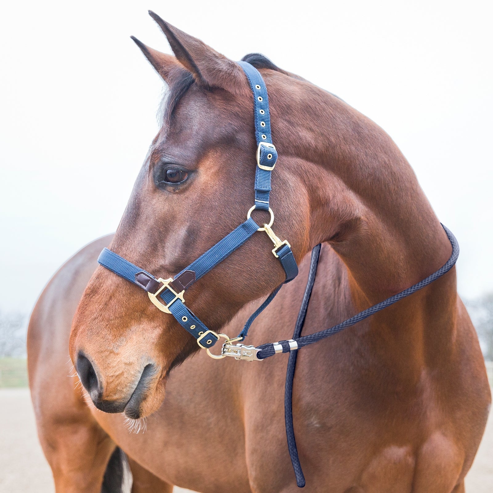Horze Panic Buckle Lead Halters & Leads