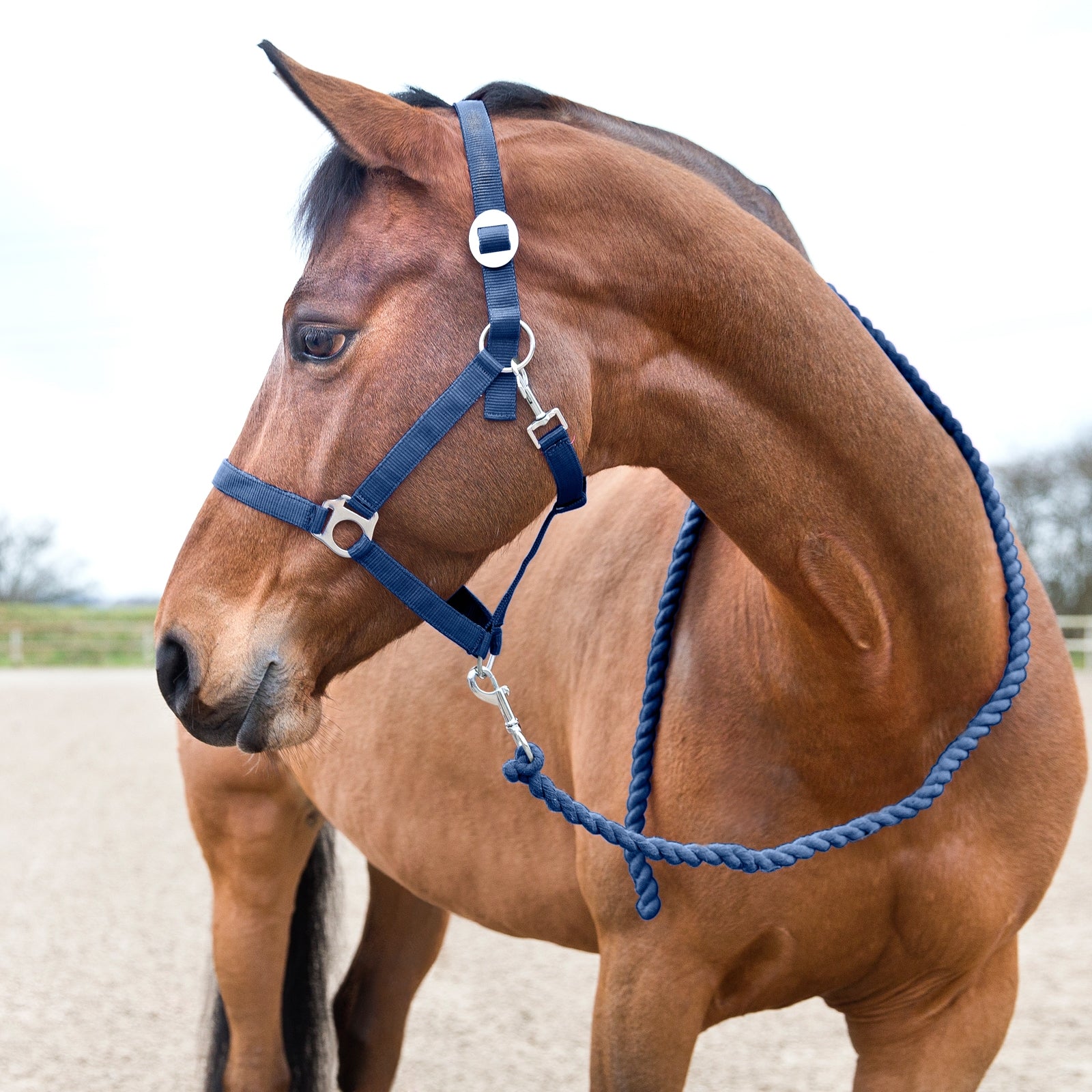 Horze Ramal Basic Cabezadas de cuadra & Ramales