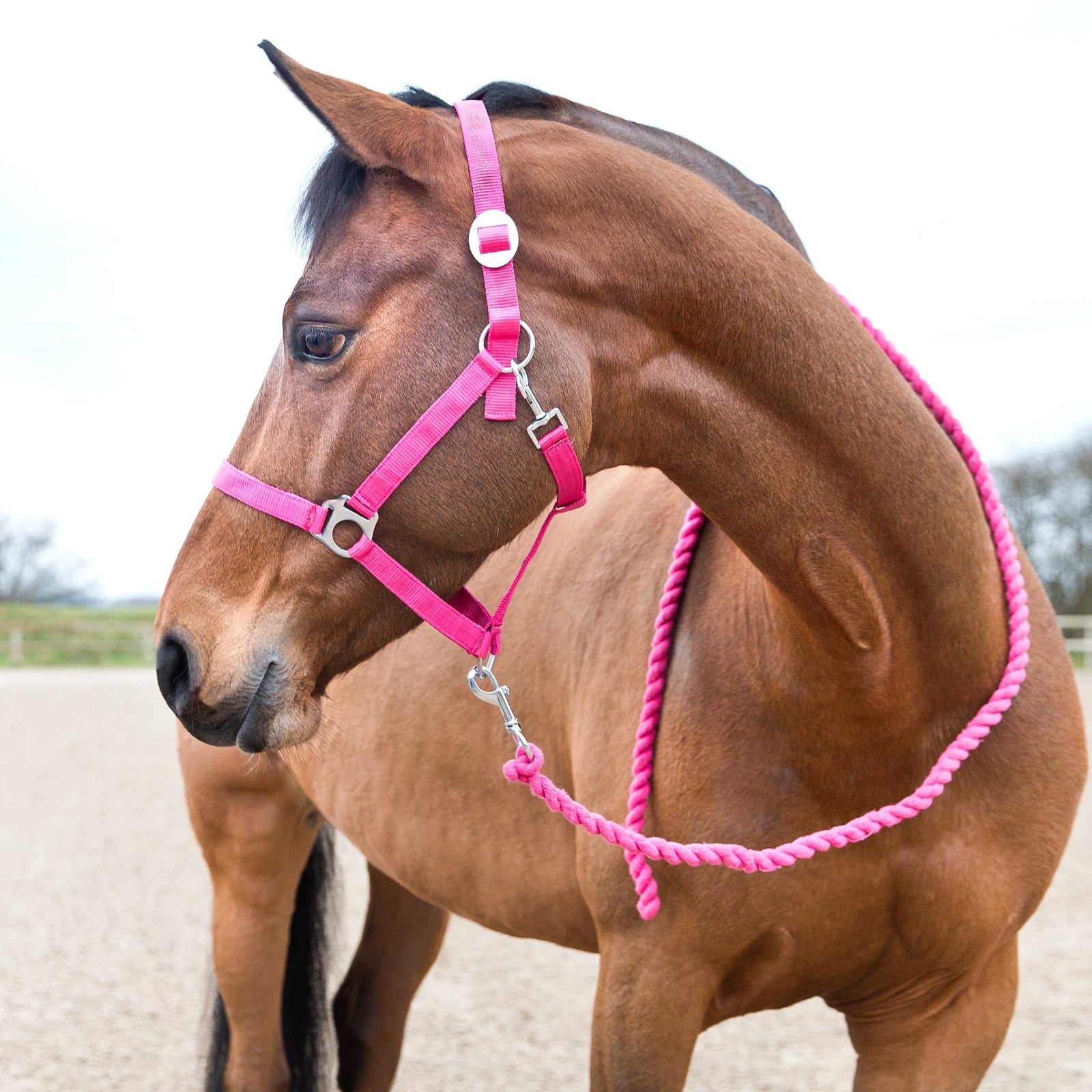 Horze Basic Lead Halters & Leads
