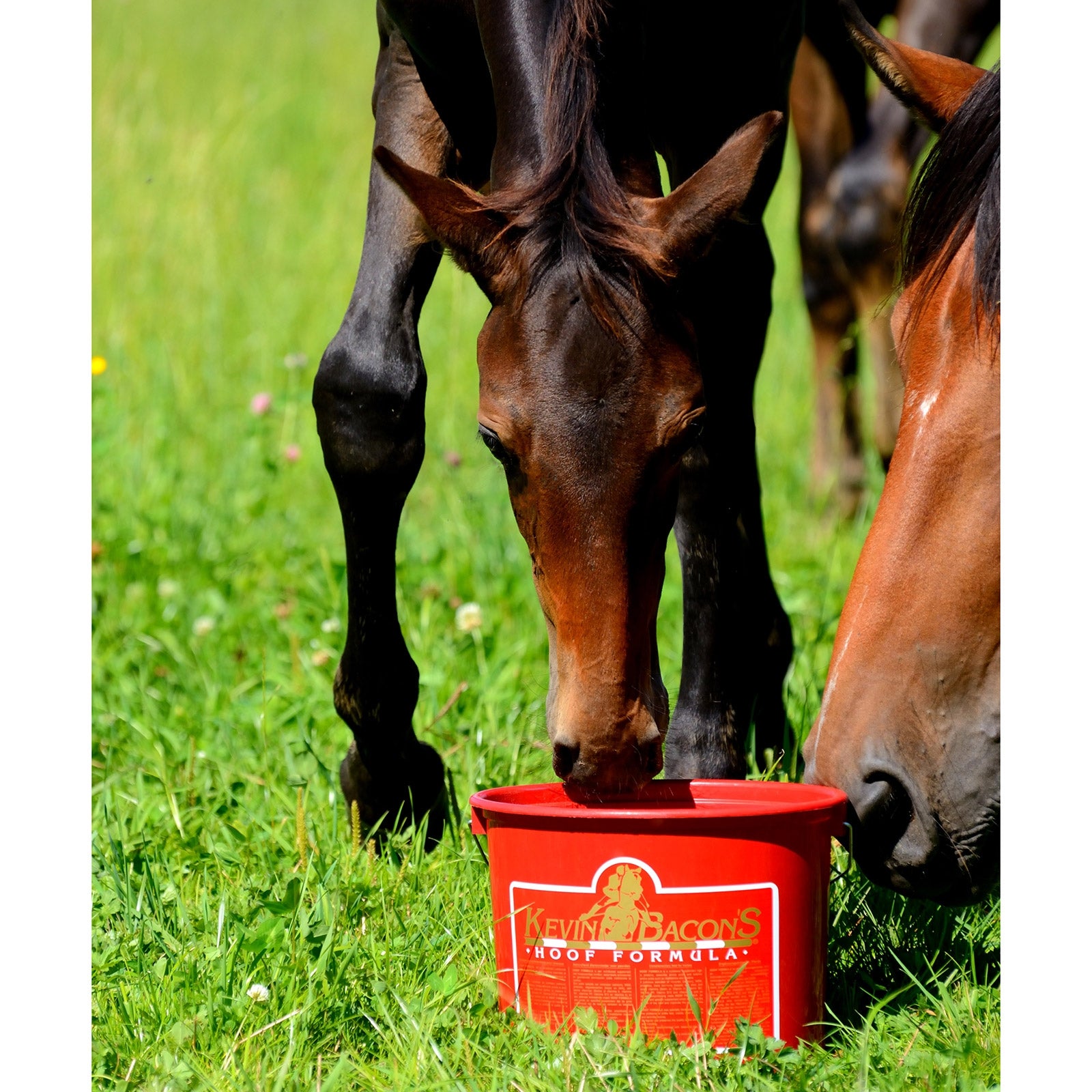 Kevin's Bacon Kevin Bacon's hoof formula Horse Feed & Nutrition
