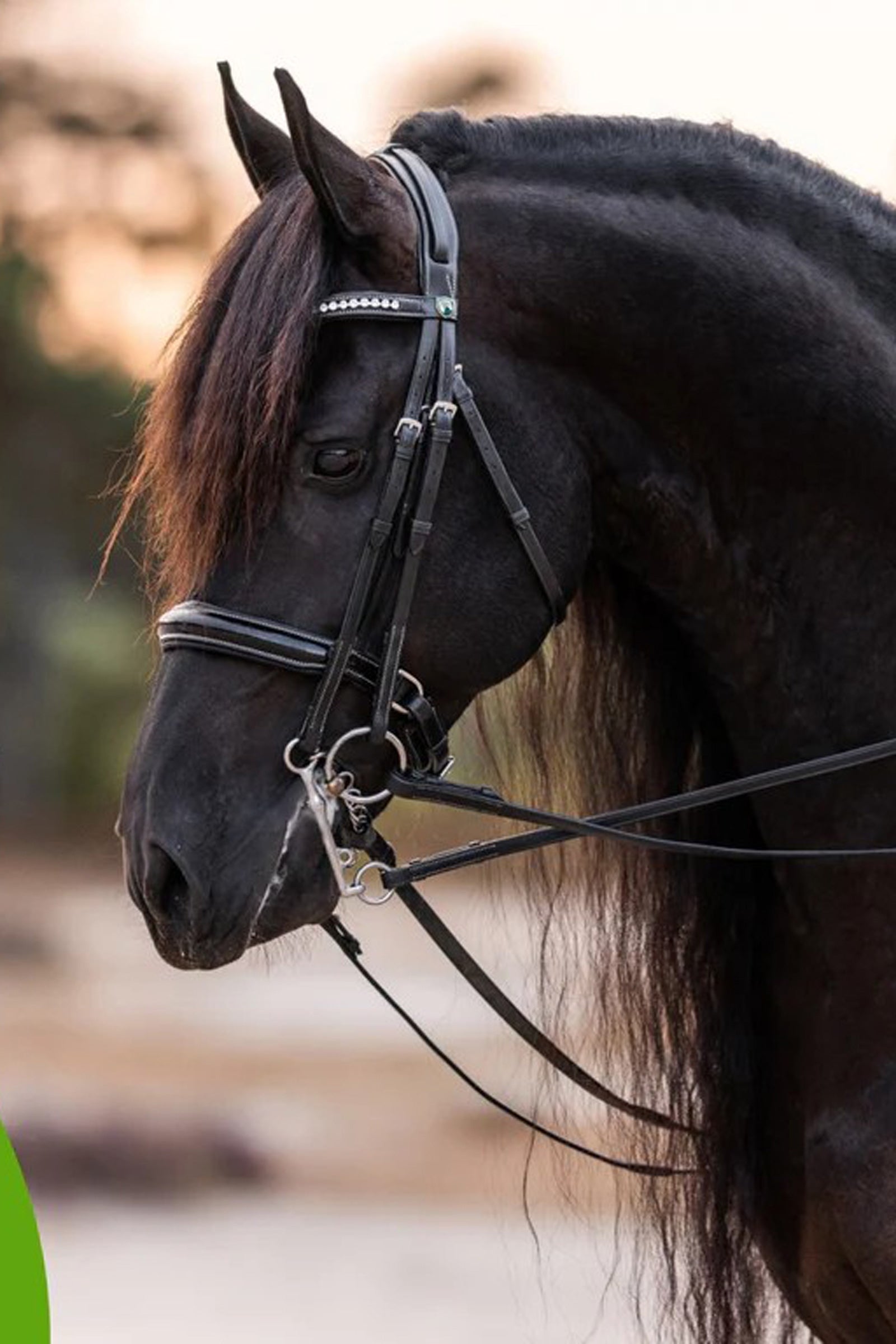 Cowboy Magic Detangler & Shine™ 473 mL Horse Health Care