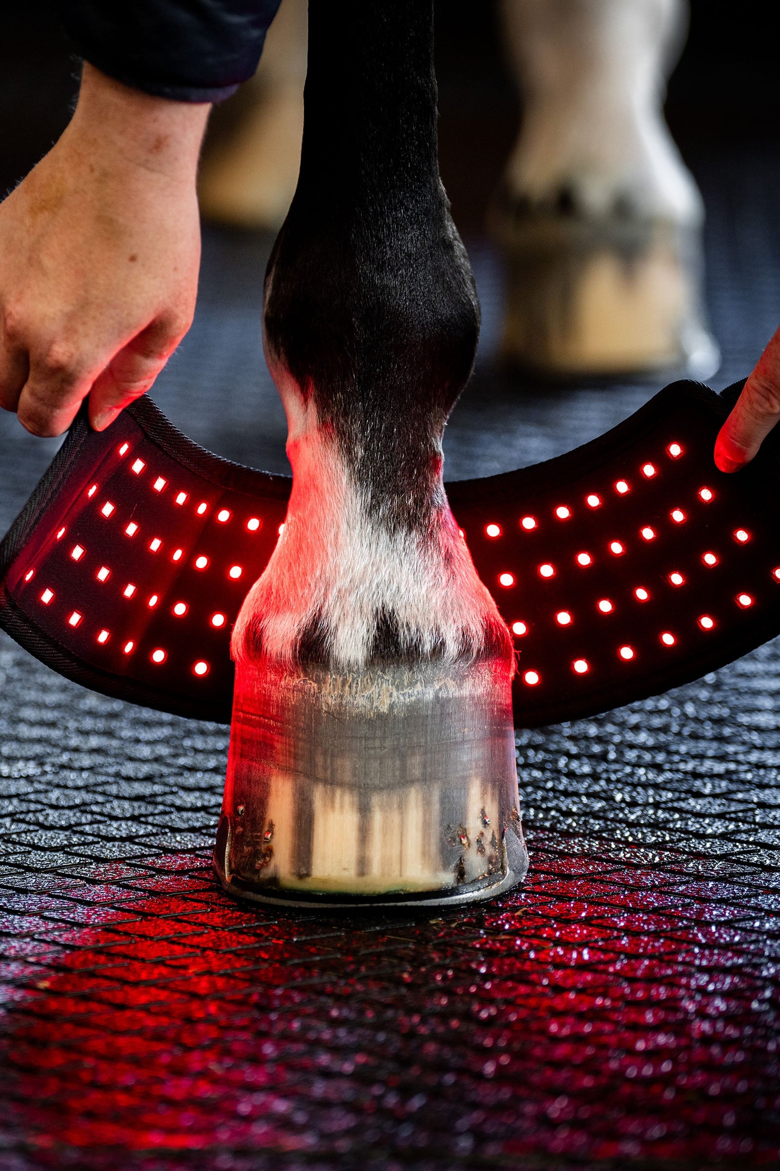 Horseware LED Red Light Therapy Mini Leg Wrap (1 pc.) Leg Protection & Hoof Protection for Horses