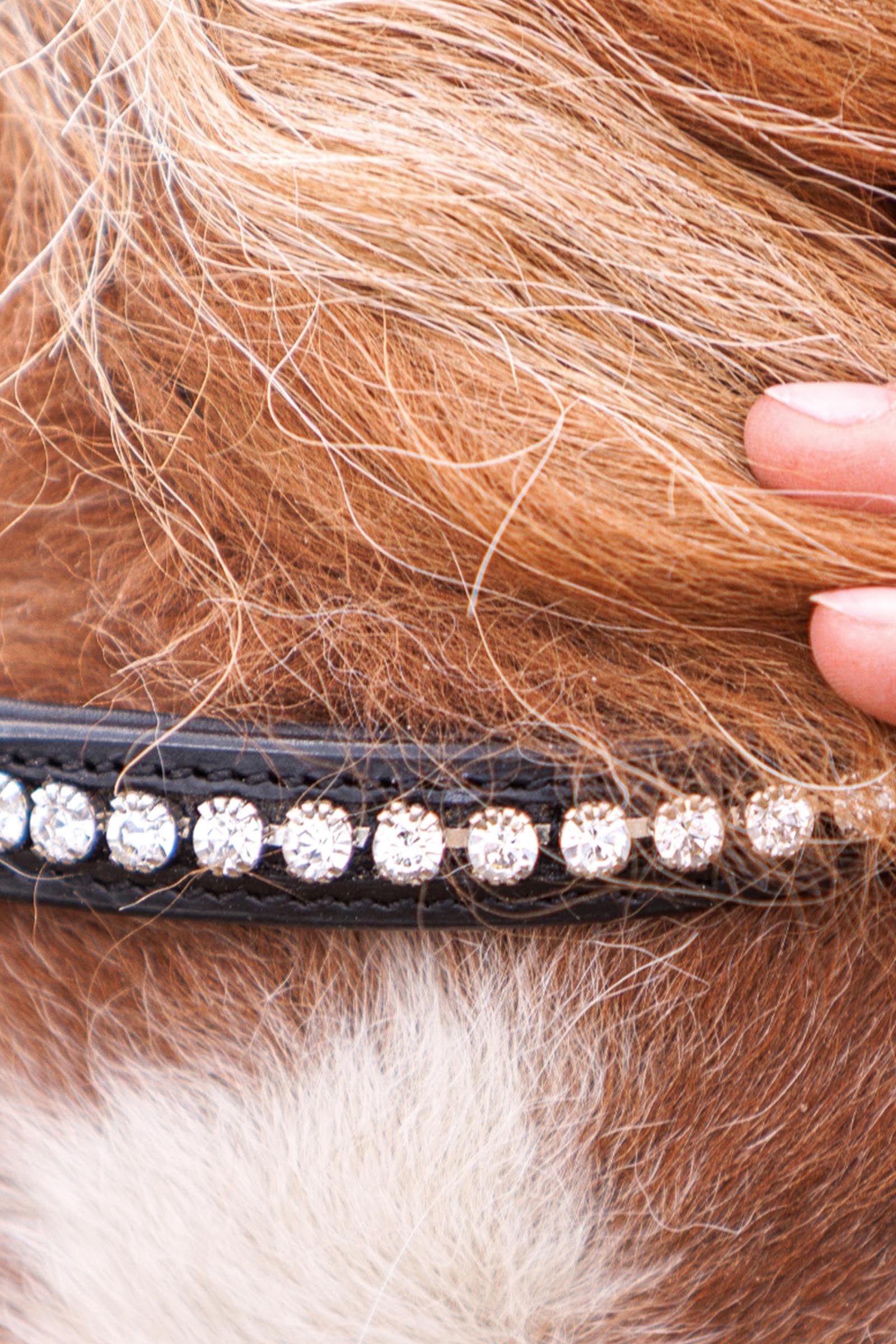 Kavalkade Maja Shetty Bridle English Noseband With Flash Bridles & Reins