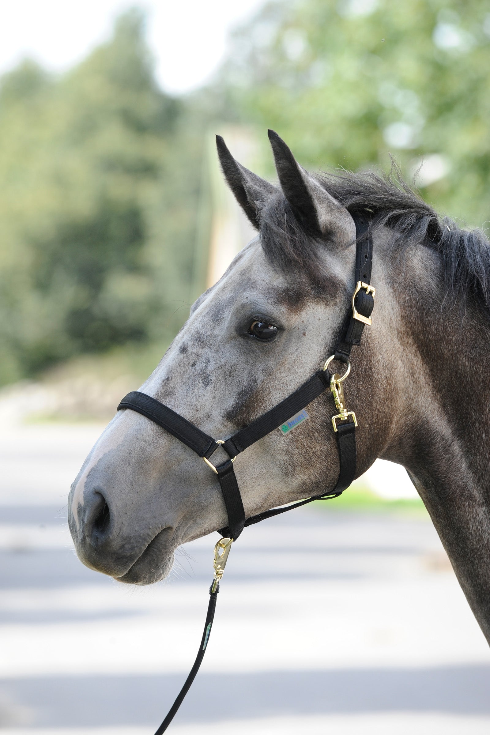 Bucas Cabezada de Cuadra Acolchada Dublin Luxury Cabezadas de cuadra & Ramales