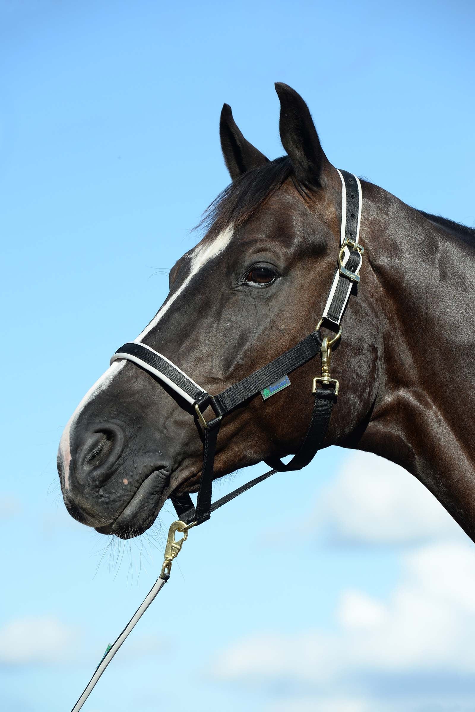 Bucas Dublin Padded Luxury Halter Halters & Leads