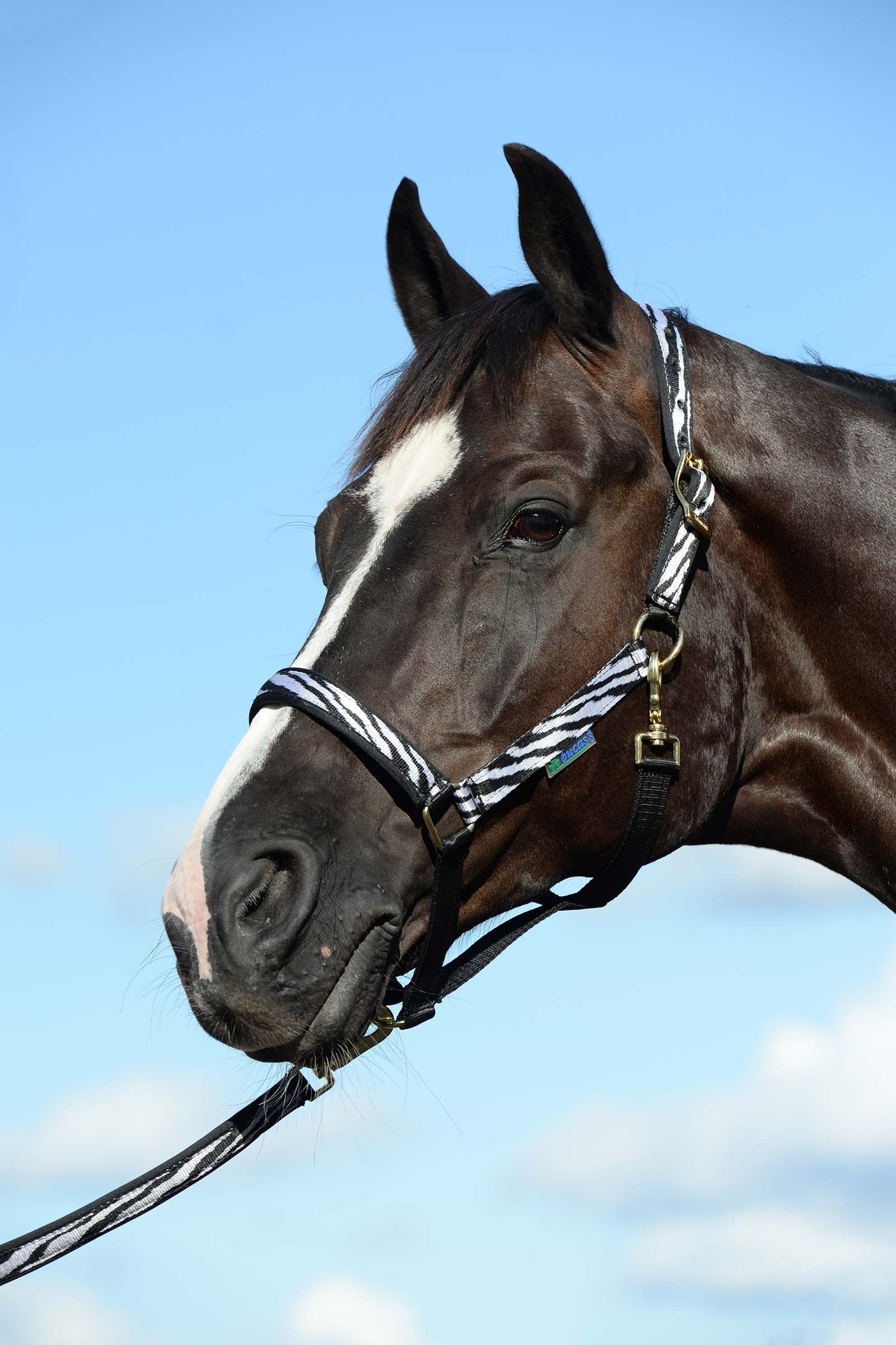 Bucas Cabezada de Cuadra Acolchada Dublin Luxury Cabezadas de cuadra & Ramales