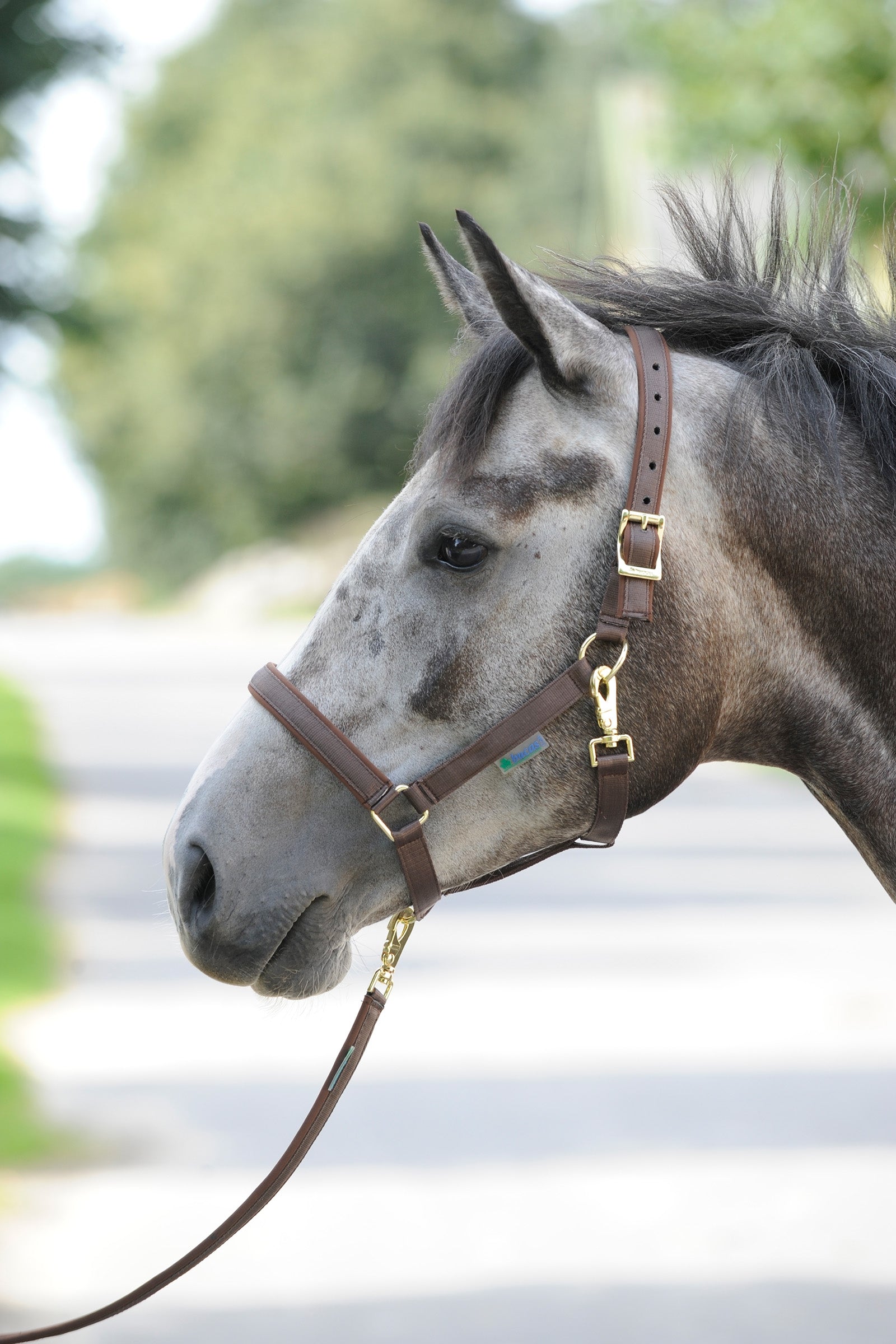 Bucas Cabezada de Cuadra Acolchada Dublin Luxury Cabezadas de cuadra & Ramales