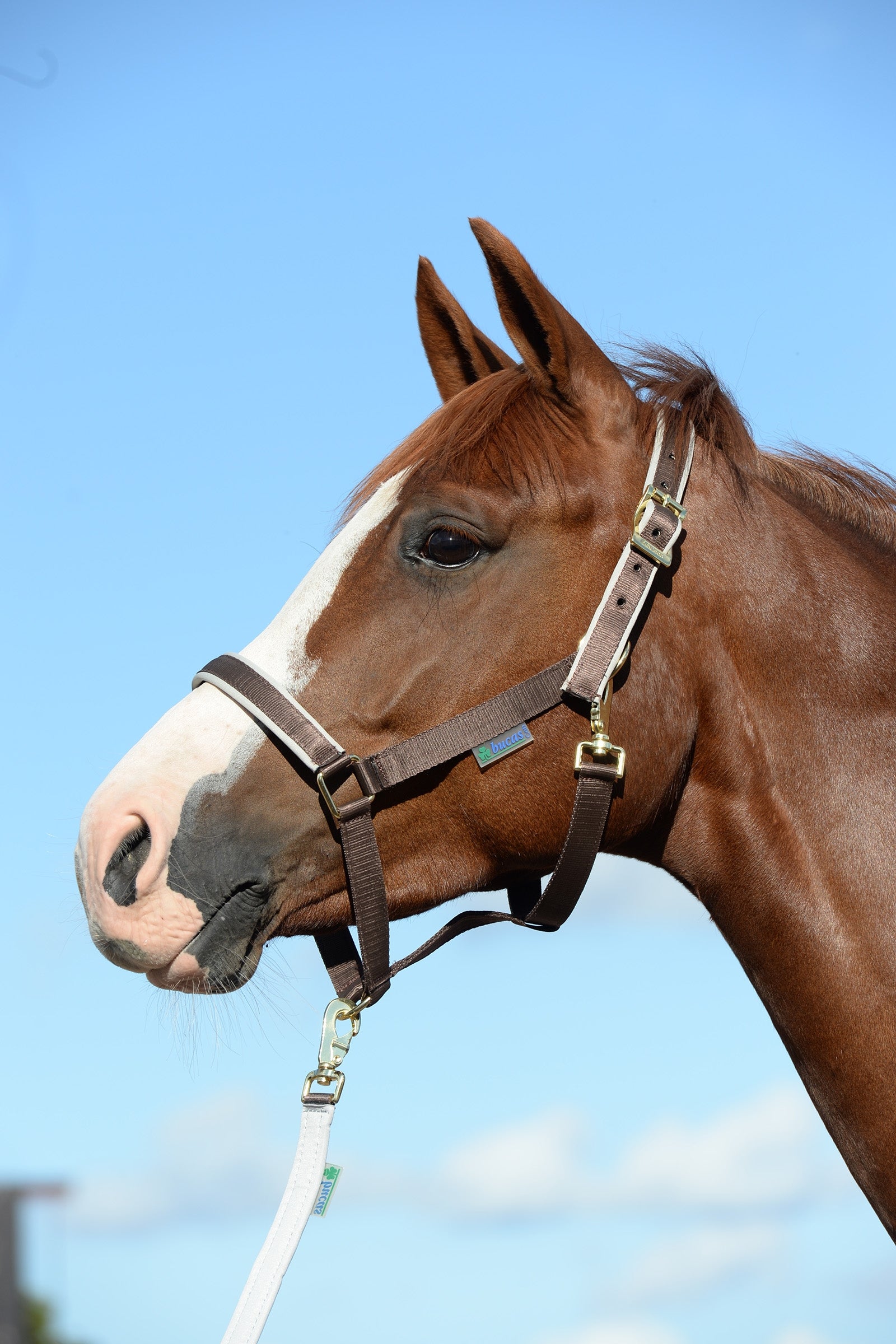 Bucas Cabezada de Cuadra Acolchada Dublin Luxury Cabezadas de cuadra & Ramales