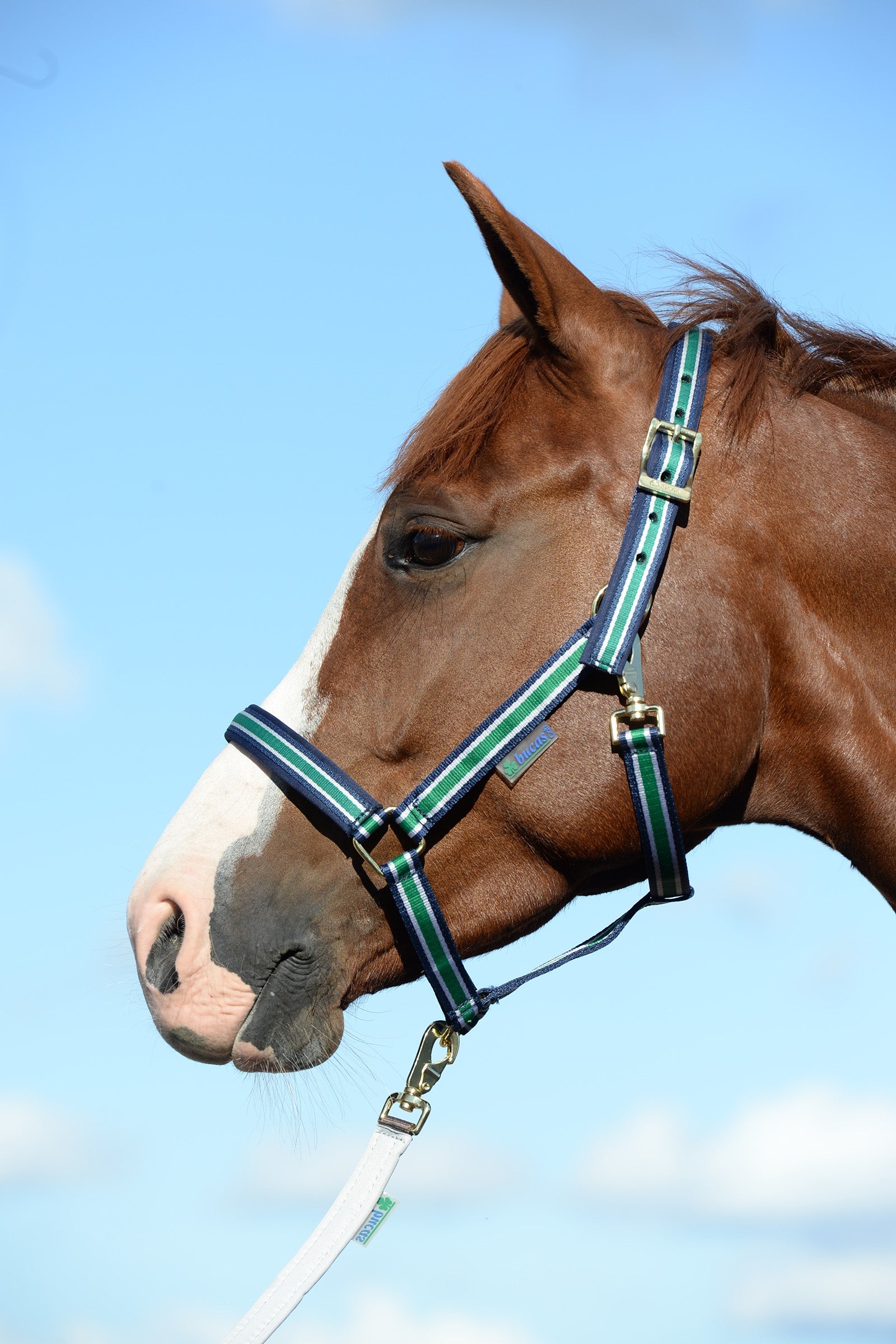 Bucas Cabezada de Cuadra Acolchada Dublin Luxury Cabezadas de cuadra & Ramales