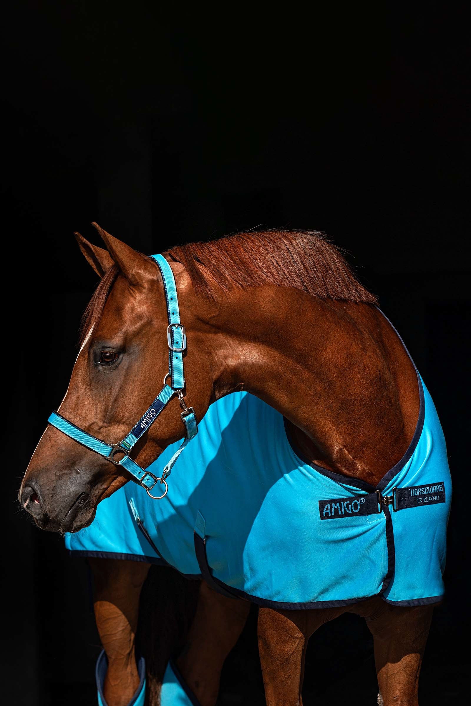 Horseware Cabezada de Cuadra Horsewear Amigo Cabezadas de cuadra & Ramales