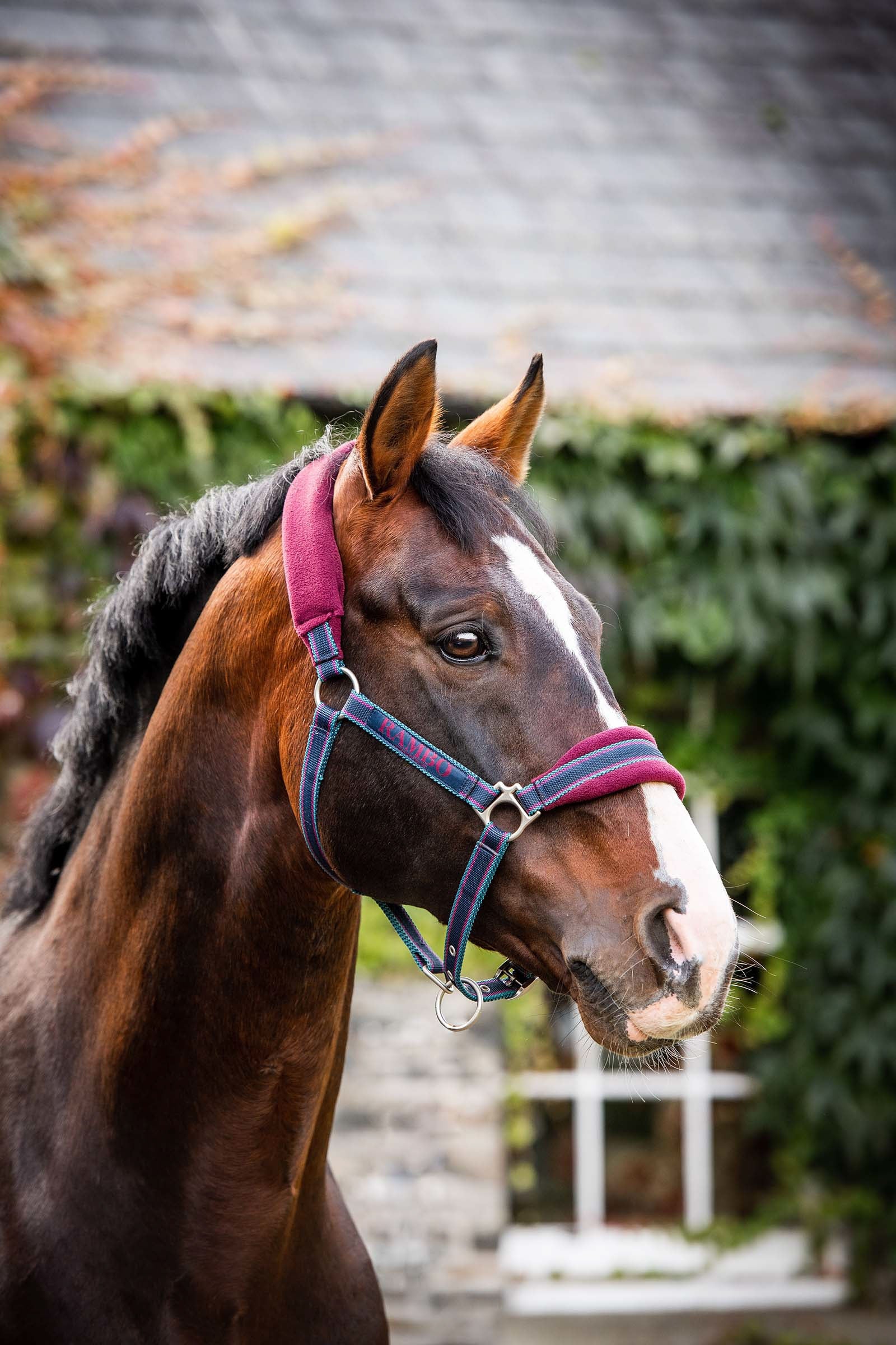 Horseware Rambo Padded Head collar Halters & Leads