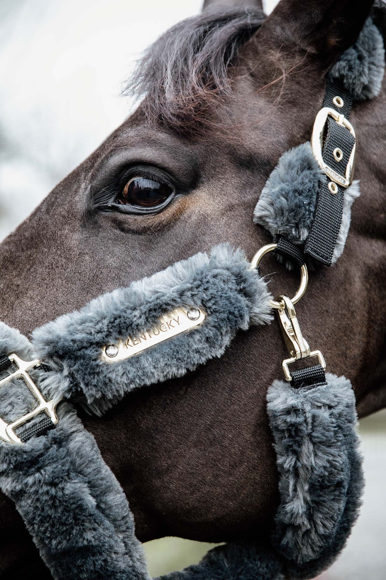 Kentucky Horsewear Shipping Halter With Sheepskin Halters & Leads