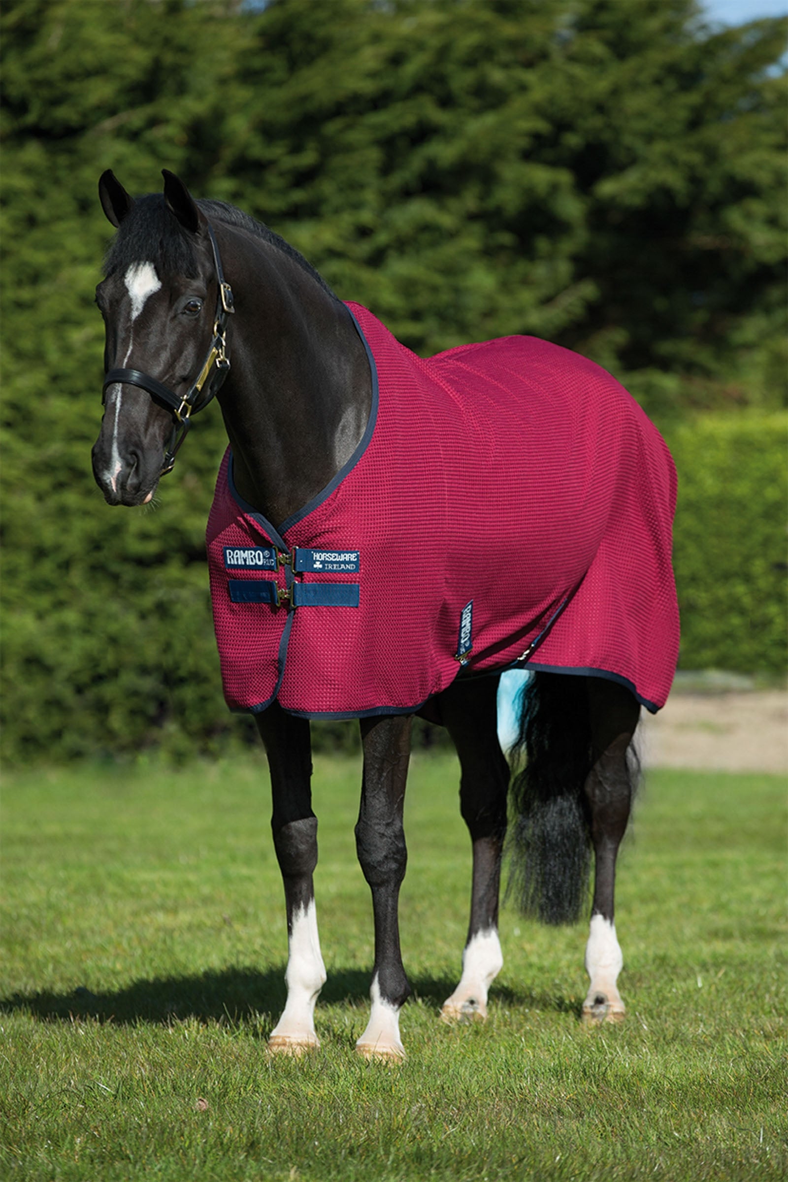 Horseware Enfriador de gofres Rambo Techni Mantas Caballo