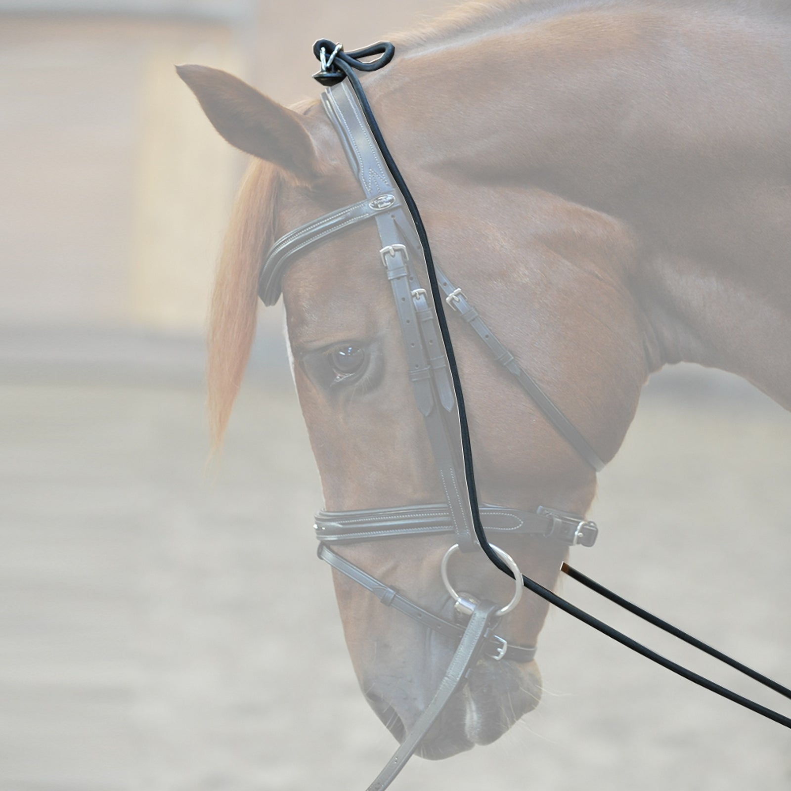 Kavalkade Bungie, elastic Horse Training