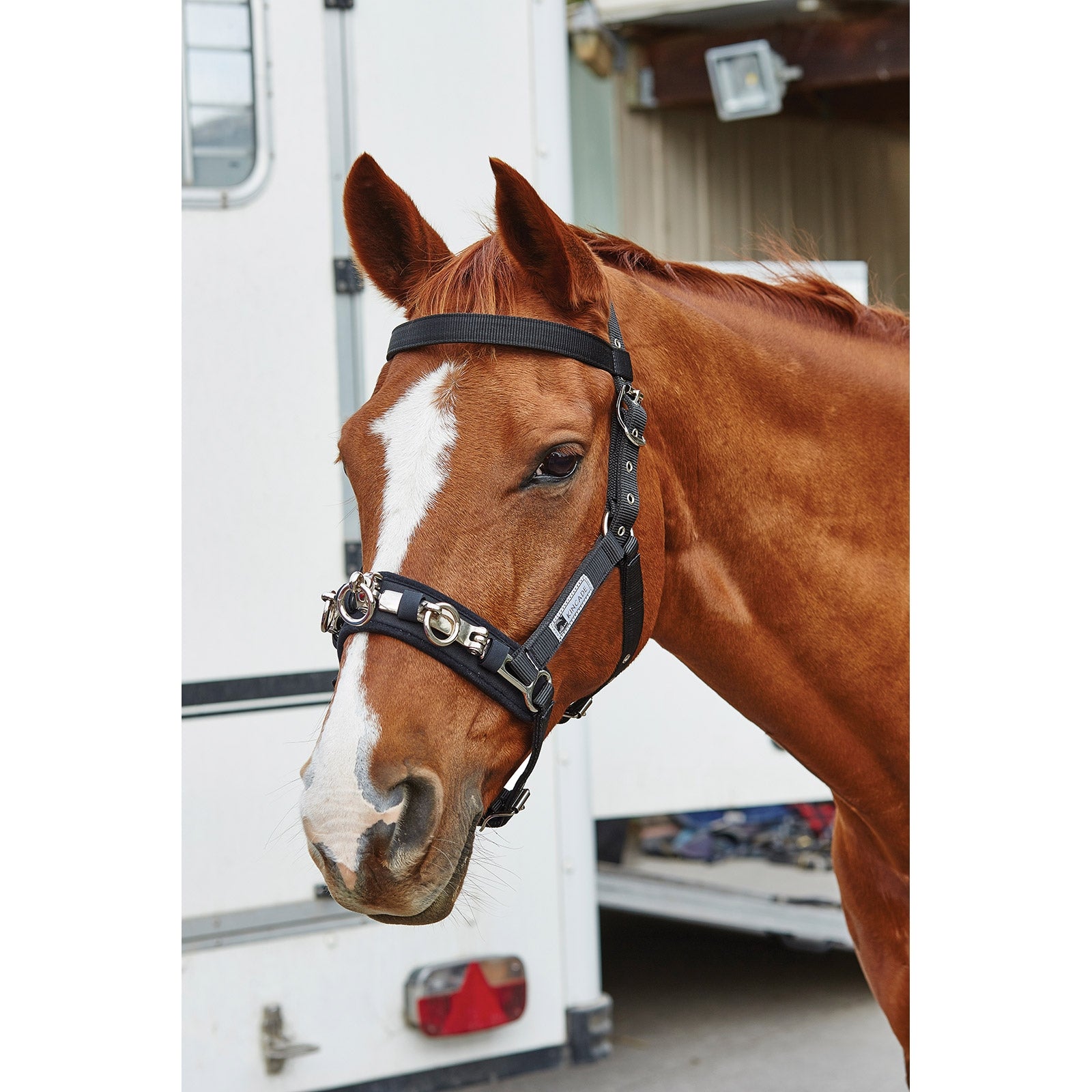 Kincade Cooridinate Lunge Cavesson Horse Training