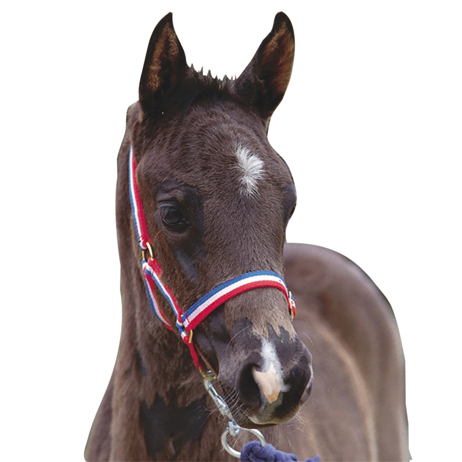 Roma Foal Headcollar Halters & Leads