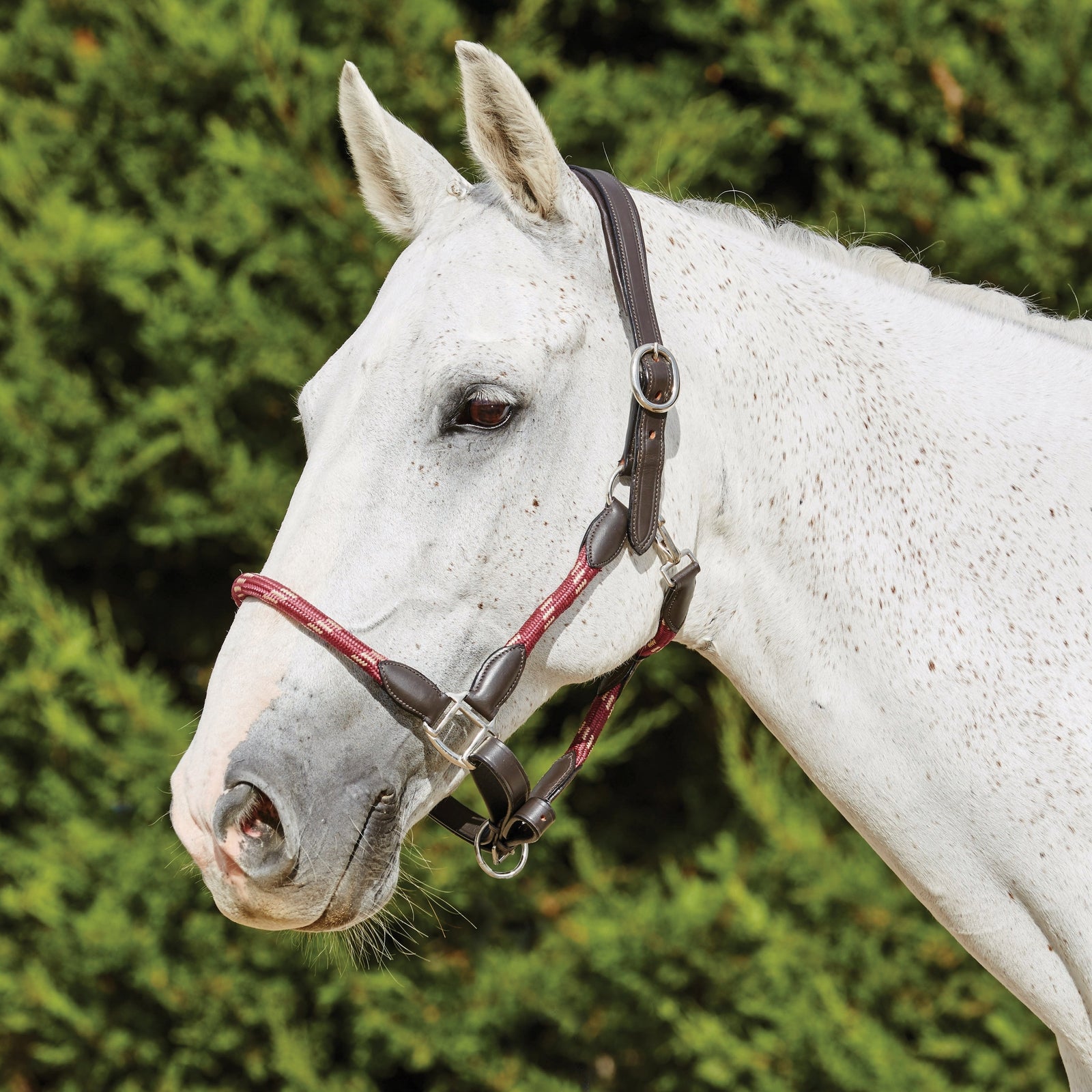 Kincade Leather Rope Headcollar Halters & Leads