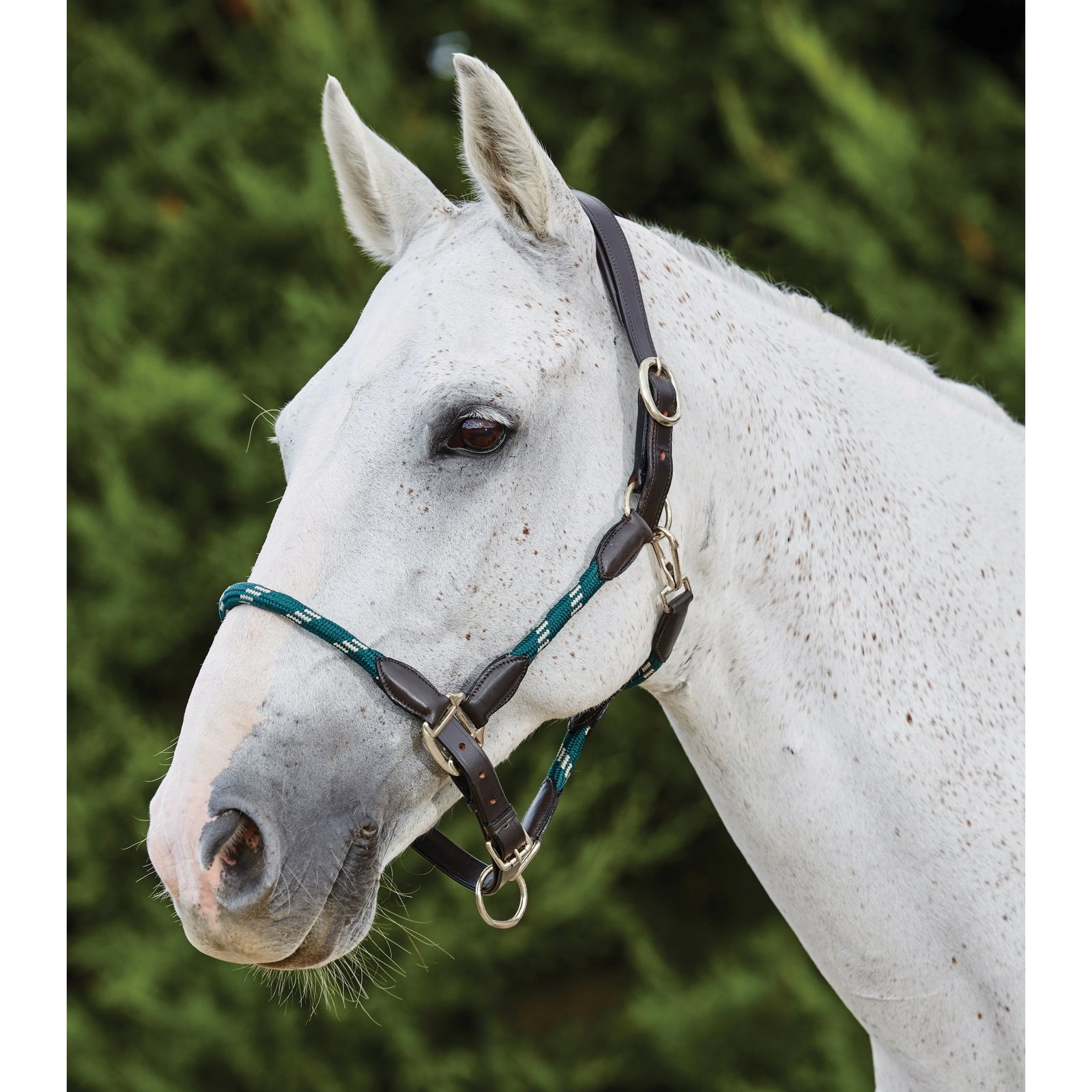 Kincade Collar de cuerda de cuero Kincade Cabezadas de cuadra & Ramales