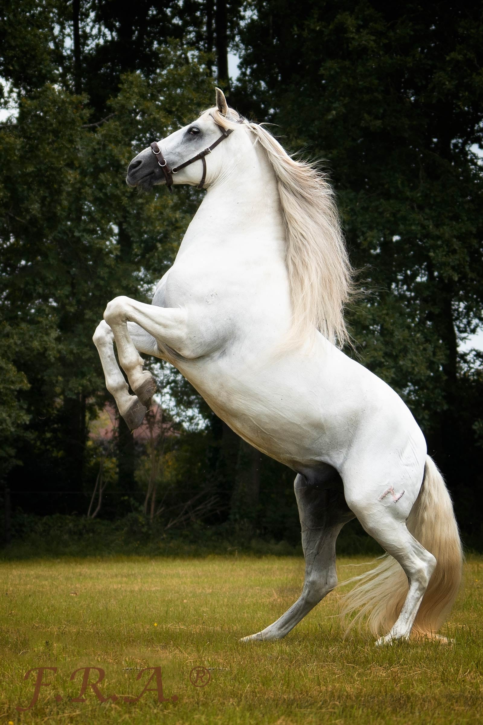 F.R.A. Freedom Riding Articles Baro Cavesson, Leather Bridles & Reins