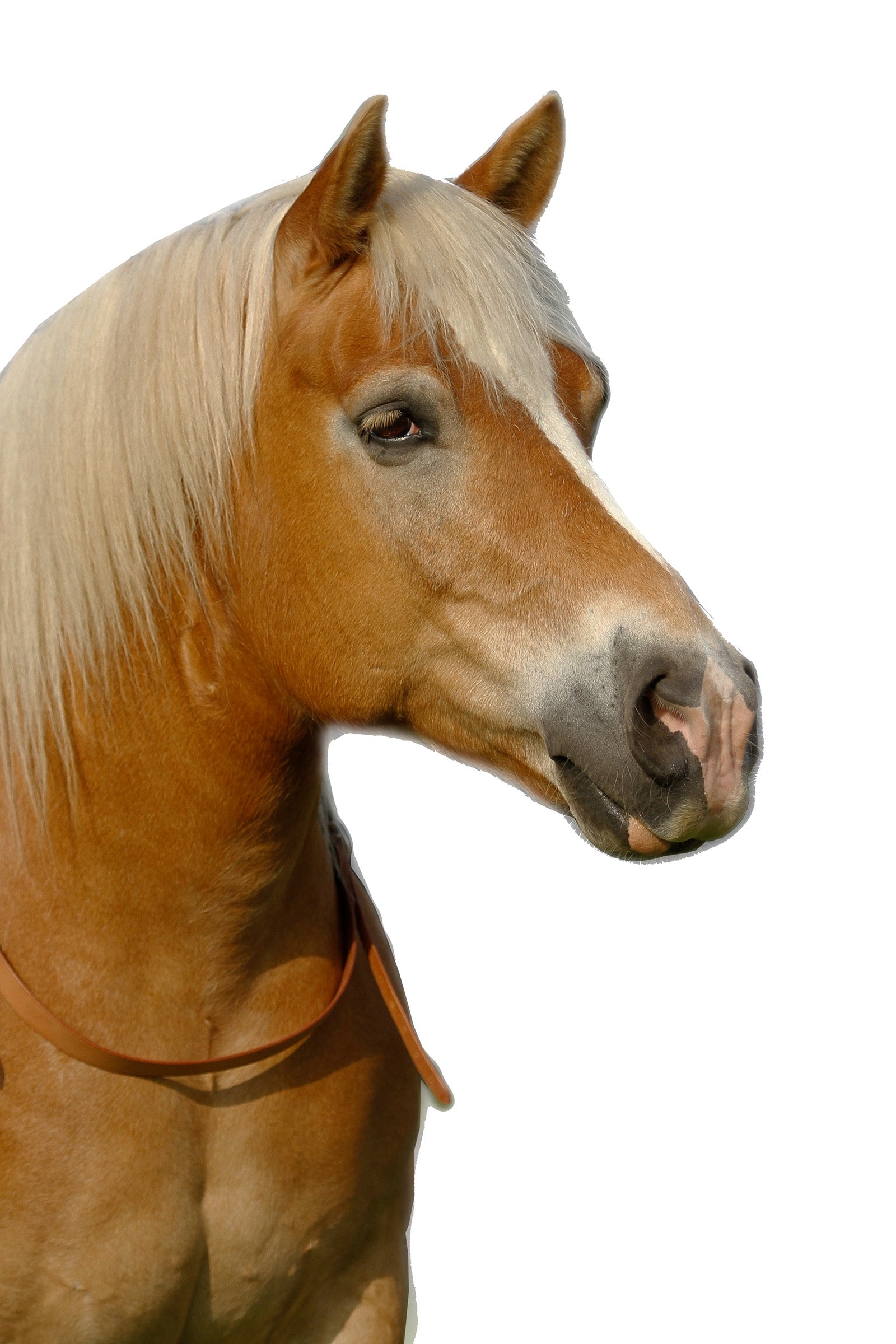 F.R.A. Freedom Riding Articles Chiron NH Balance Reins 30mm Leather, Reins 15mm Leather Bridles & Reins