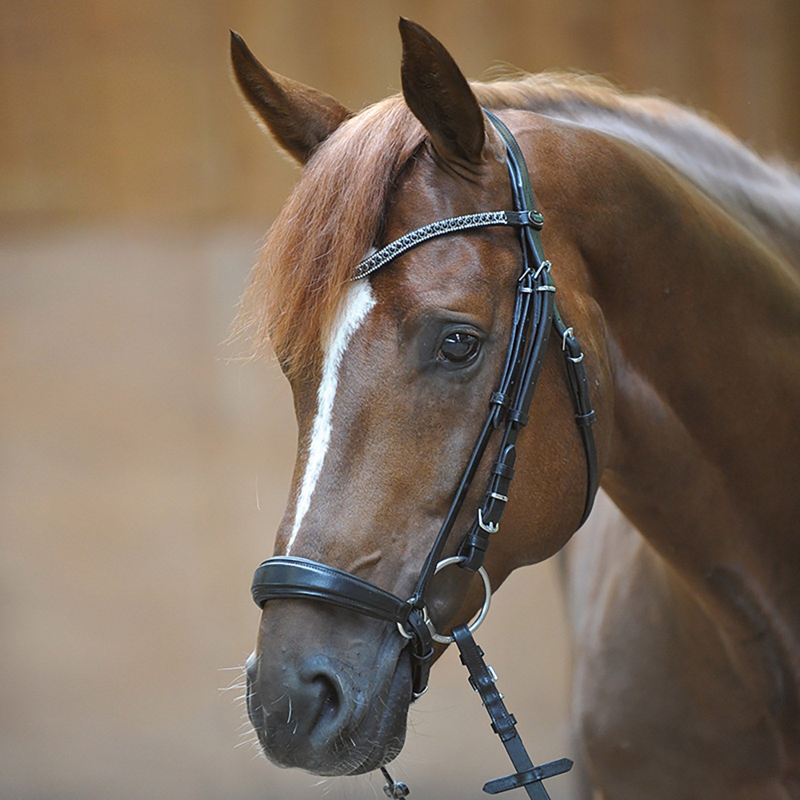 Kavalkade Isabella Bridle with Drop Noseband Cabezadas de montar & Riendas
