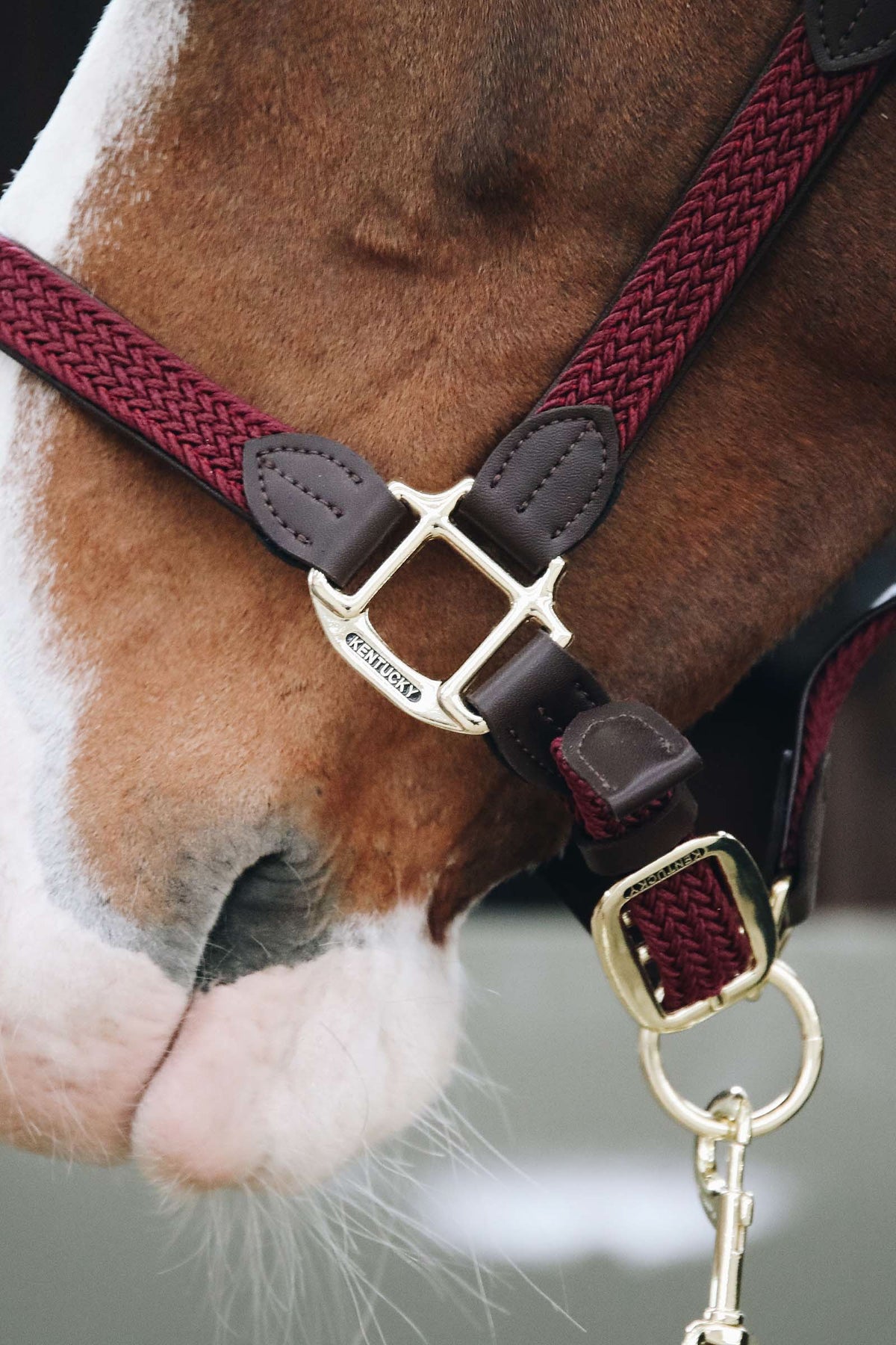 Kentucky Horsewear Kentucky Plaited Nylon Halter Halters & Leads
