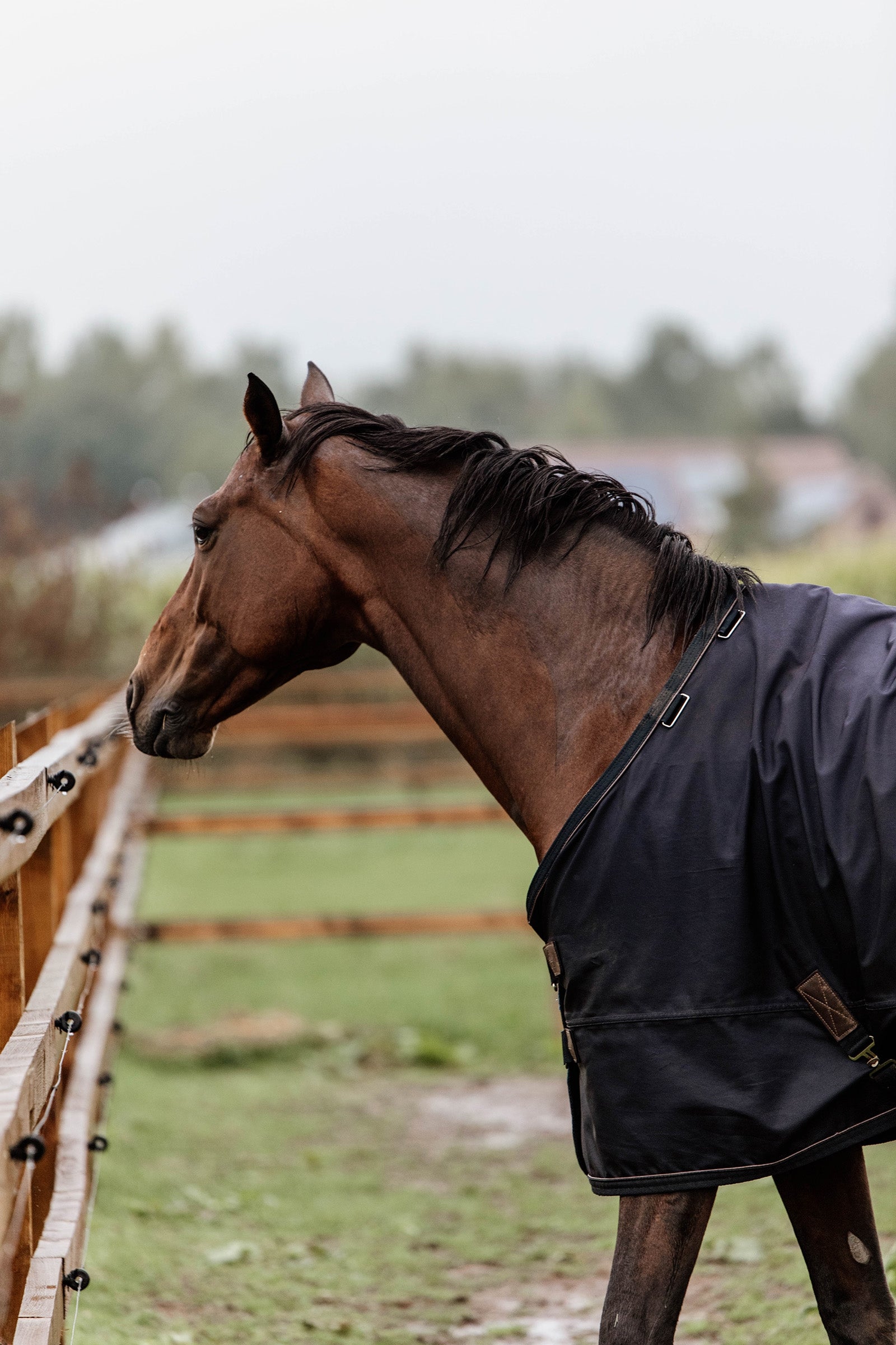 Kentucky Horsewear Turnout Rug All Weather, 300g Horse Rugs