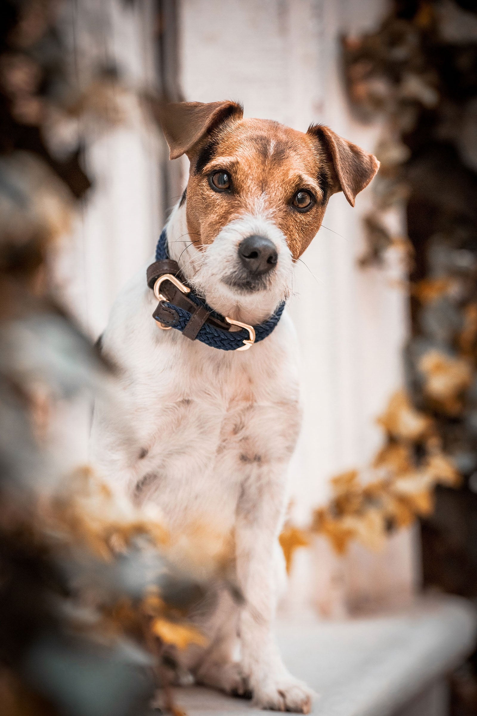 Kentucky Dogwear collar de perro de nailon trenzado Perro