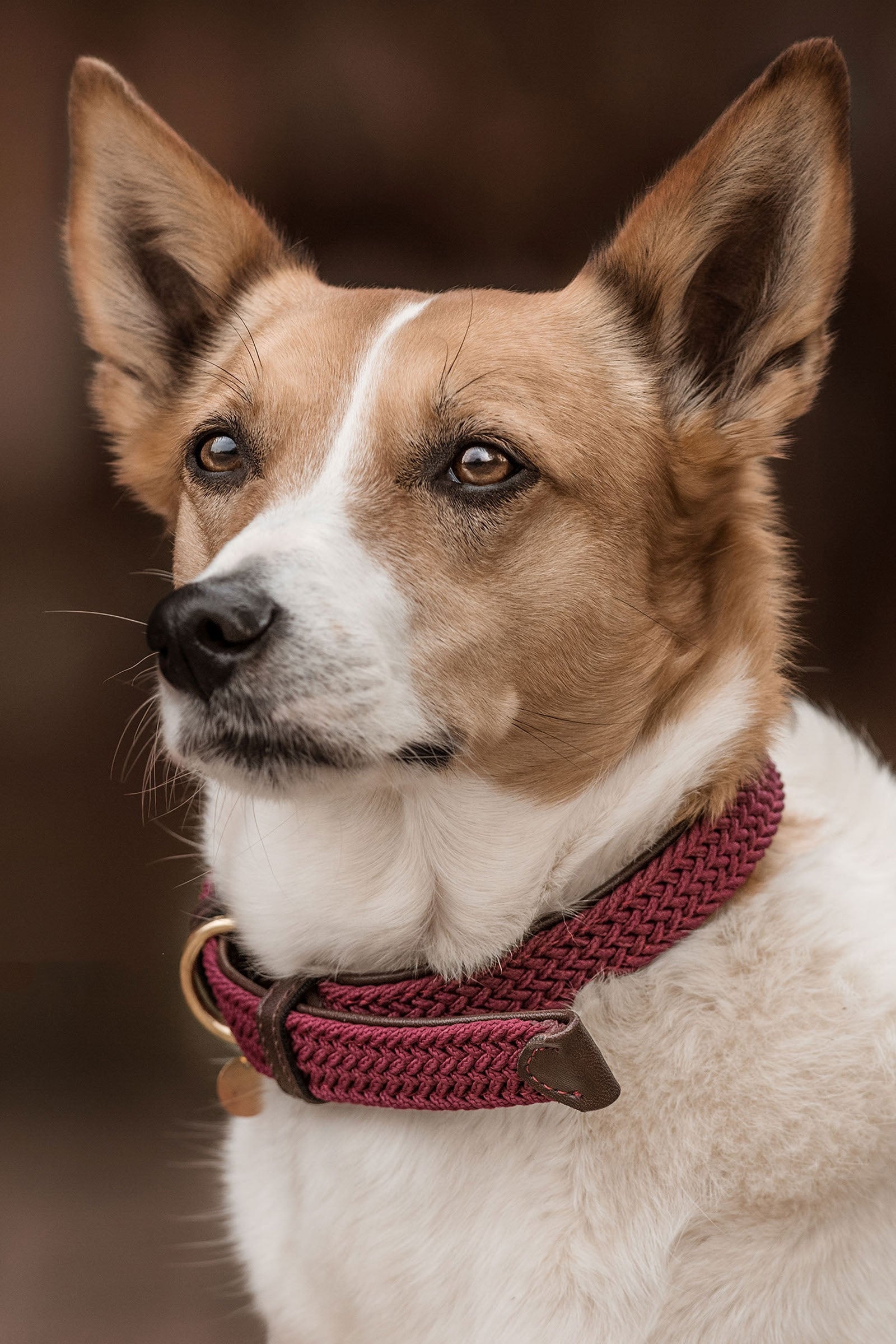 Kentucky Dogwear collar de perro de nailon trenzado Perro