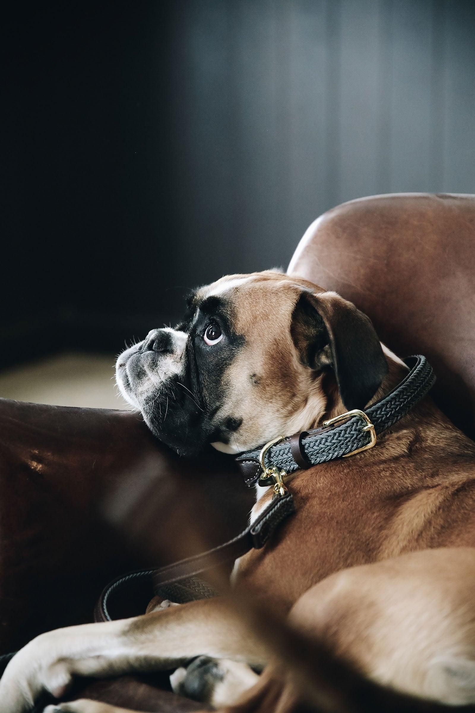 Kentucky Dogwear collar de perro de nailon trenzado Perro