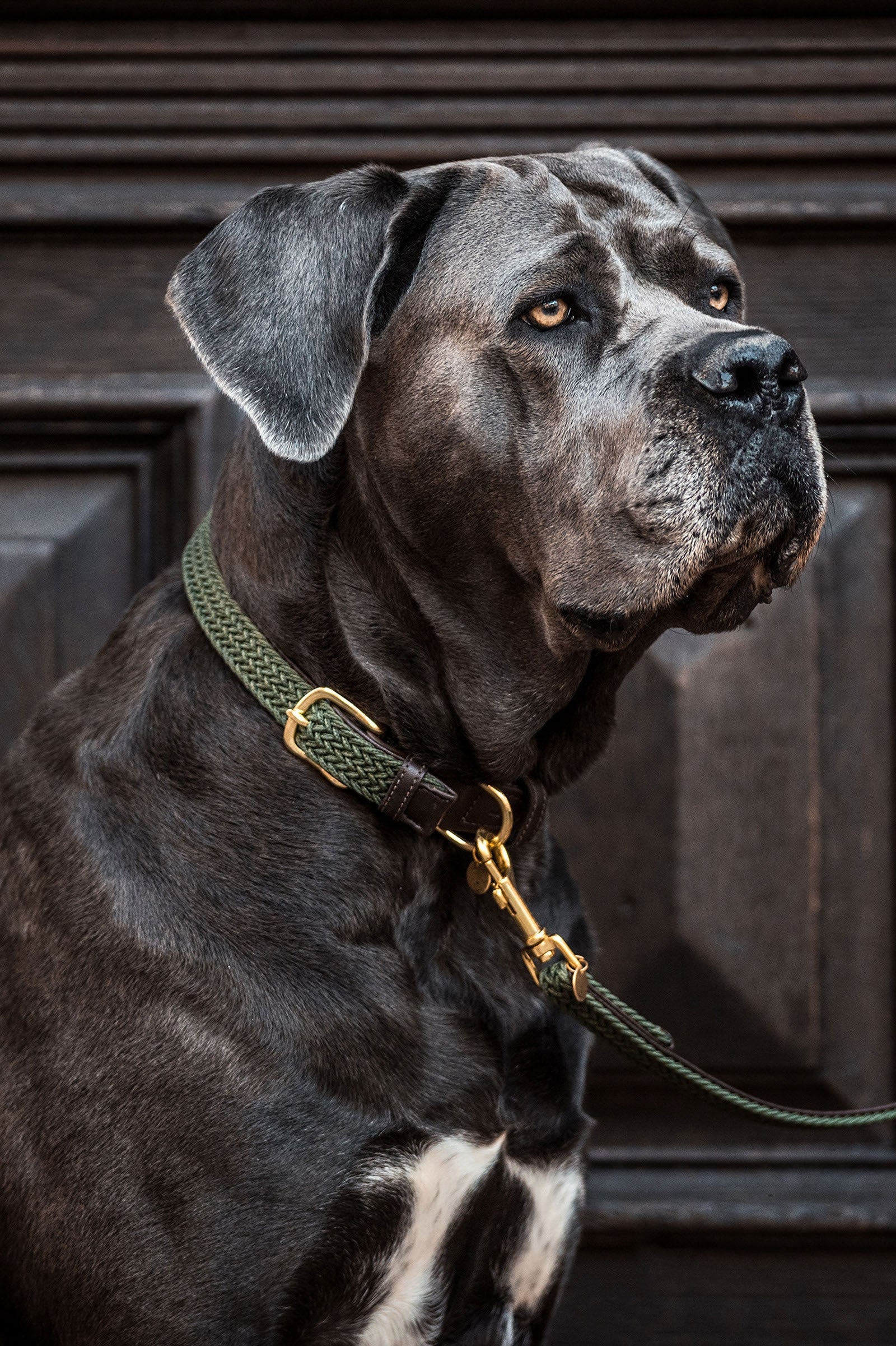 Kentucky Dogwear collar de perro de nailon trenzado Perro
