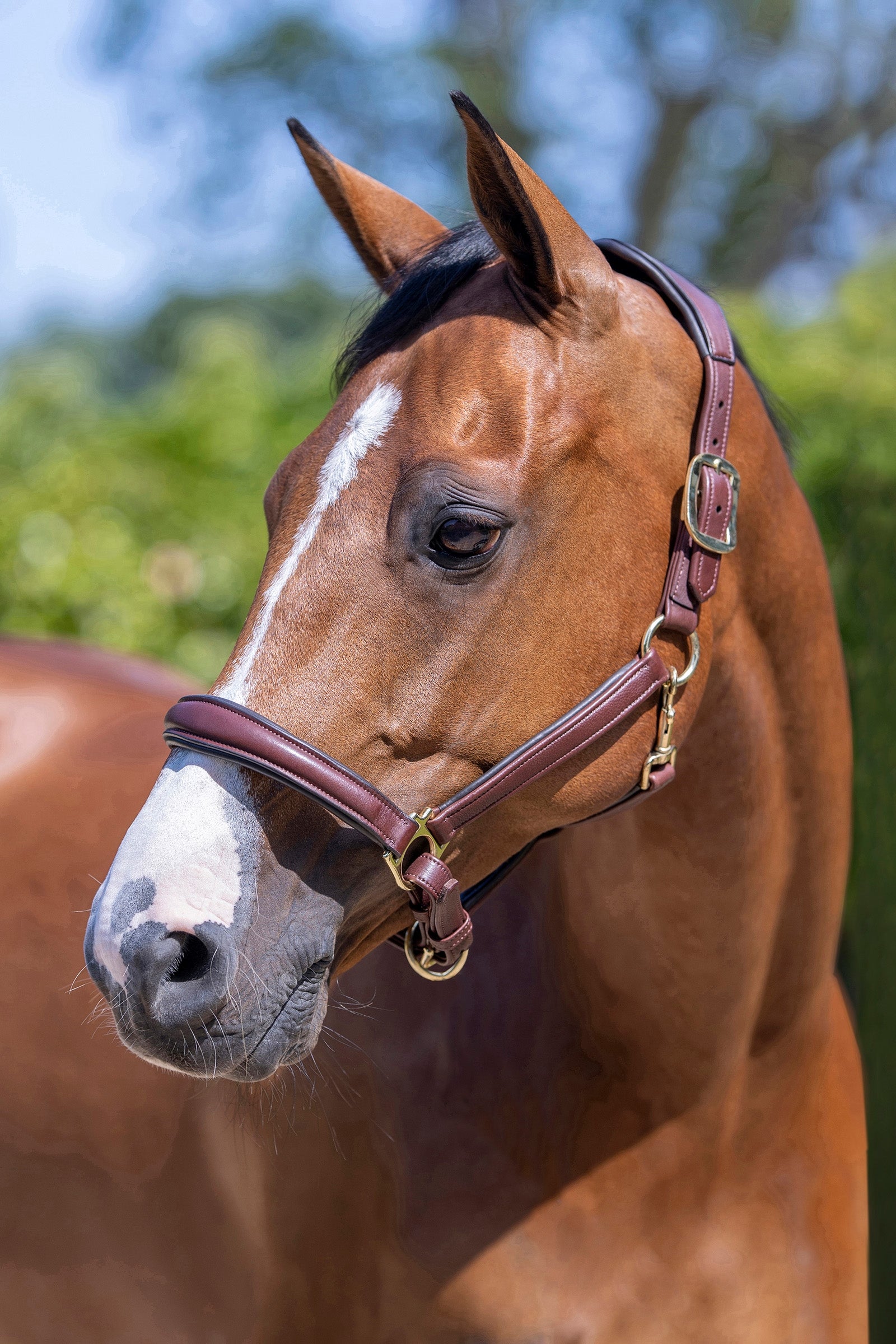 LeMieux Anatomic Leather Head Collar Halters & Leads