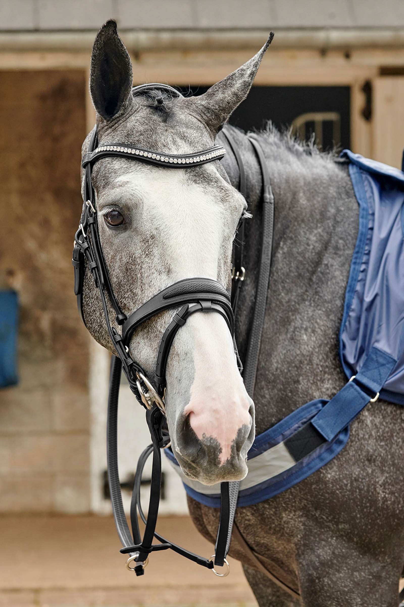 John Whitaker Brida perforada Chicago Bling Cabezadas de montar & Riendas