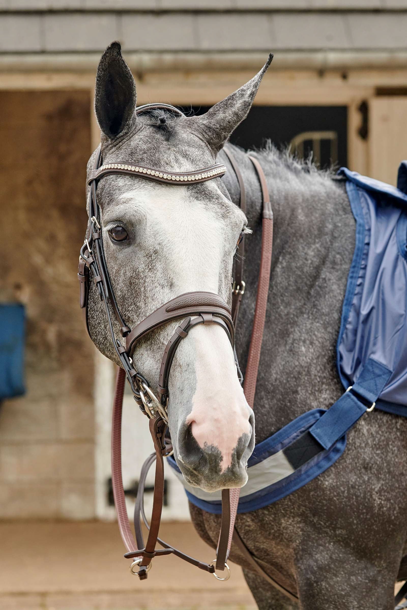 John Whitaker Brida perforada Chicago Bling Cabezadas de montar & Riendas