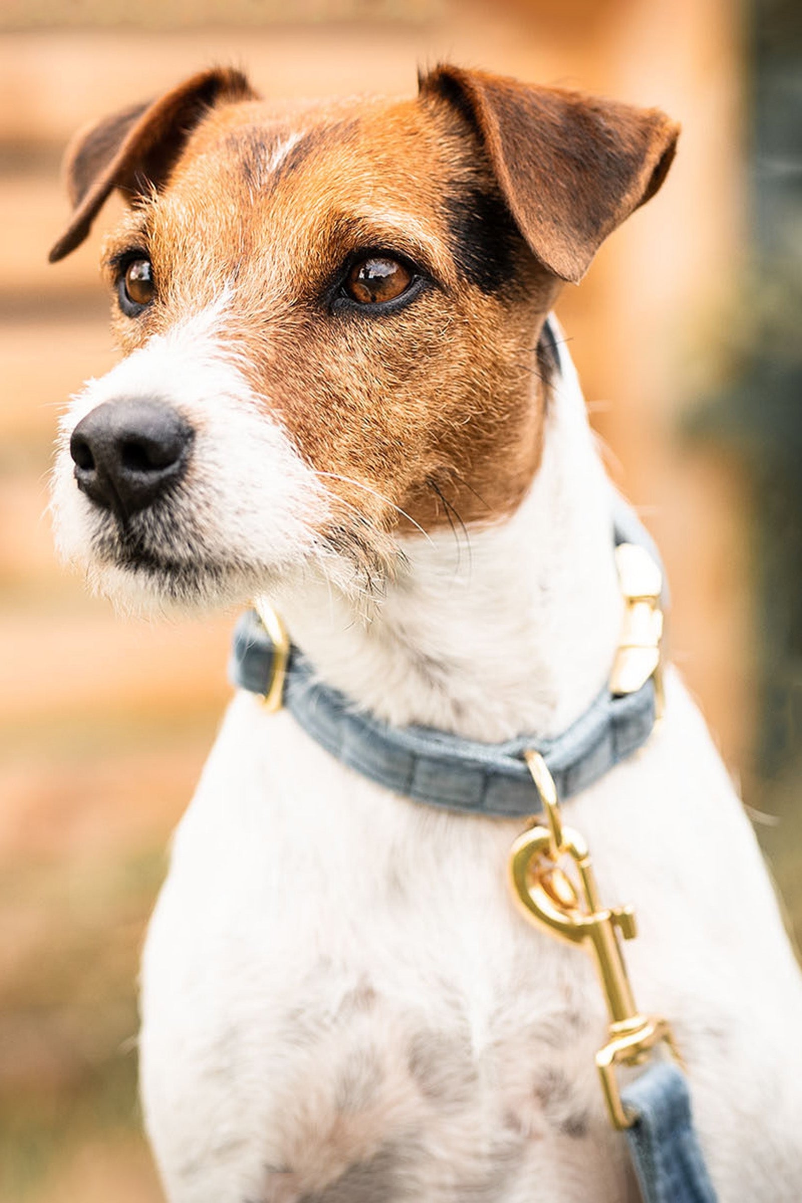 Kentucky Dogwear Dog Collar Velvet Dog Accesories