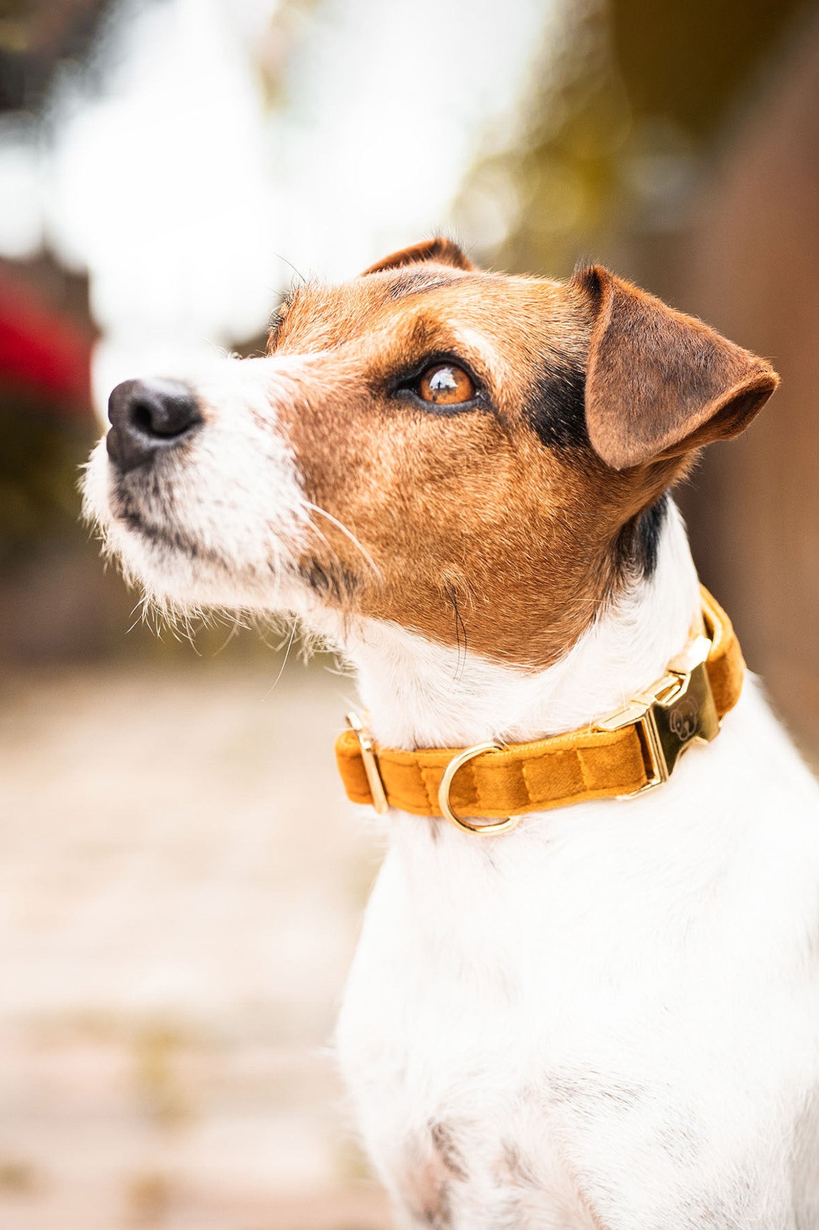Kentucky Dogwear Collar de perro Terciopelo Perro