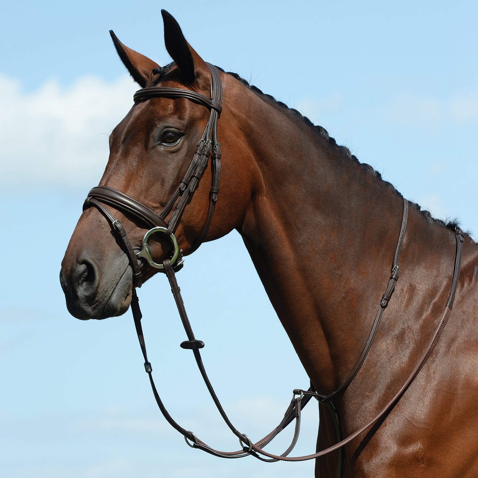 Collegiate Syntovia+ Flat Flat Running Martingale Cabezadas de montar & Riendas