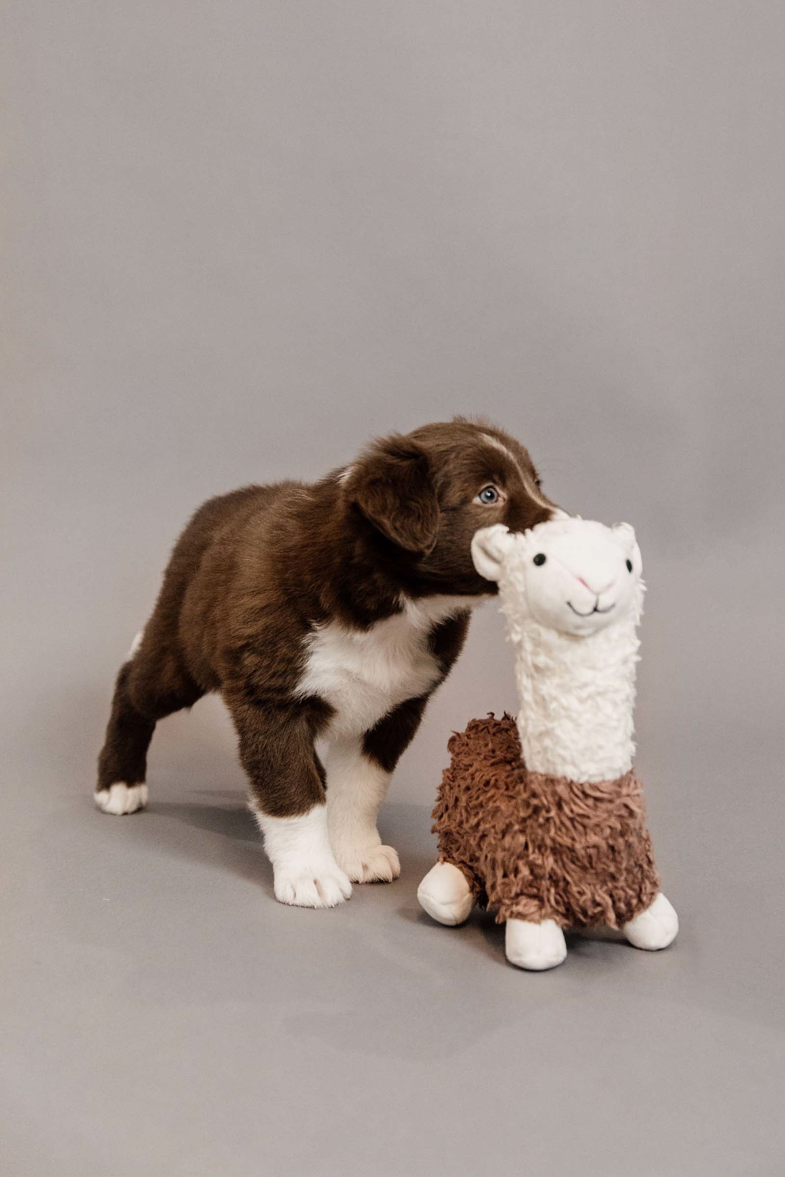 Kentucky Dogwear Dog Toy Alpaca Dog Accesories